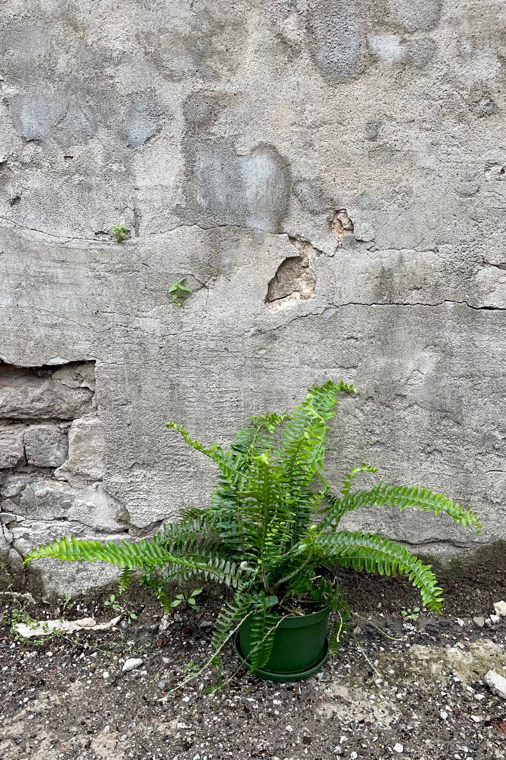 Nephrolepis obliterata 'Western Queen' 6" green growers pot with green leaves against a grey wall ©Sprout Home