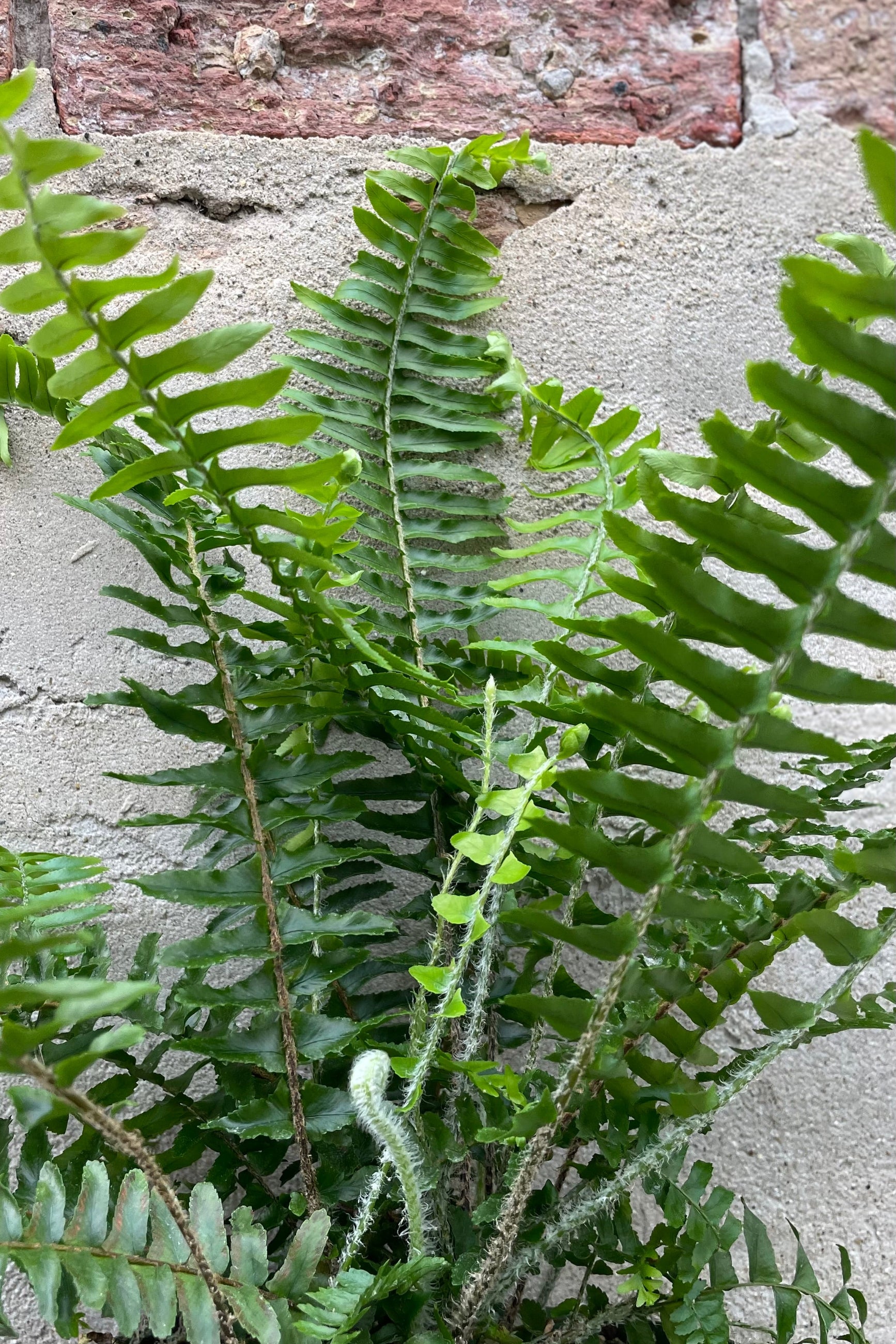 detail of Nephrolepis obliterata 'Western Queen' 6" green leaves against a grey wall ©Sprout Home