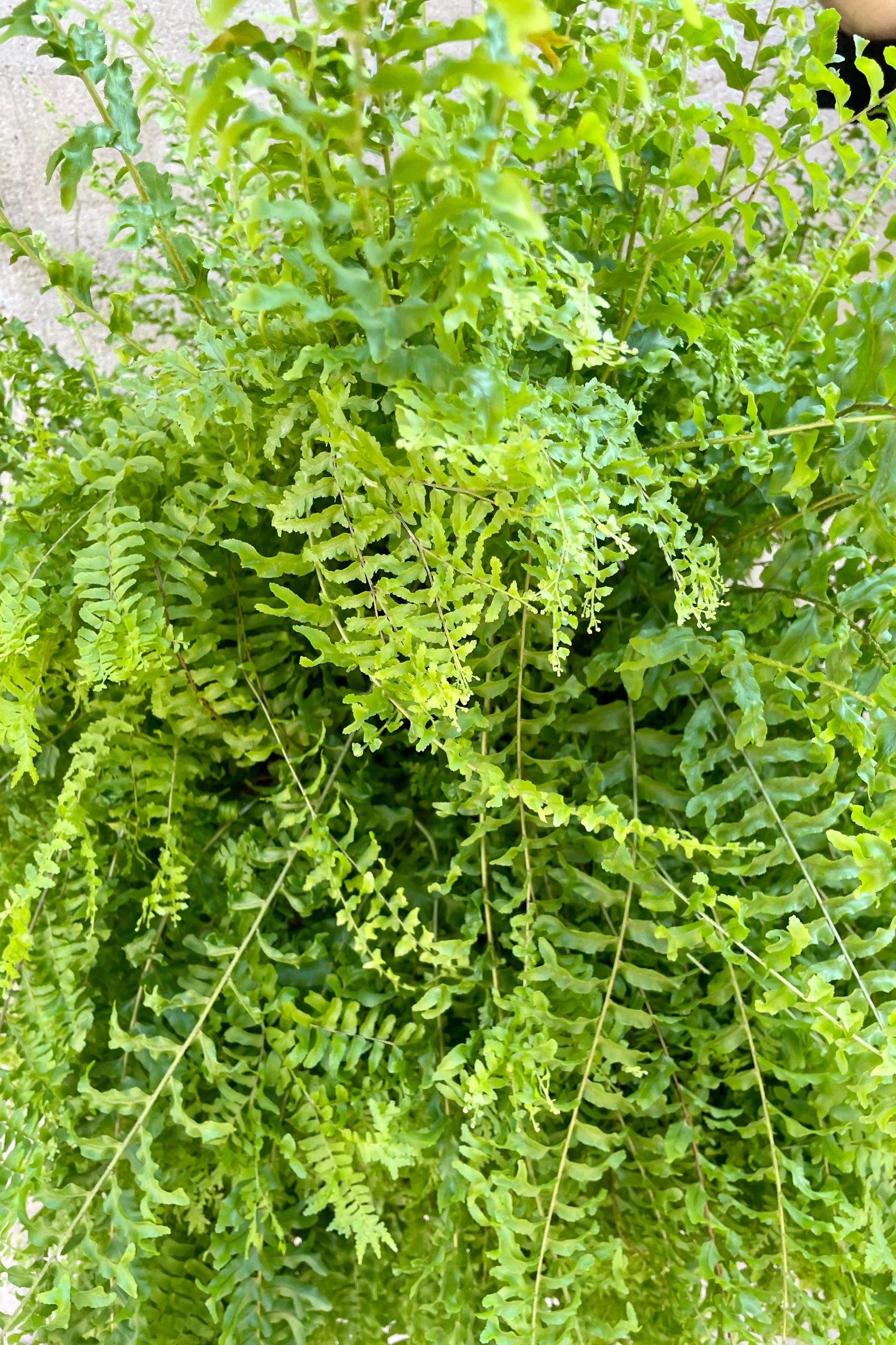 The frilly frond leaves of the Nephrolepsis 'Petticoat' at Sprout Home ©Sprout Home