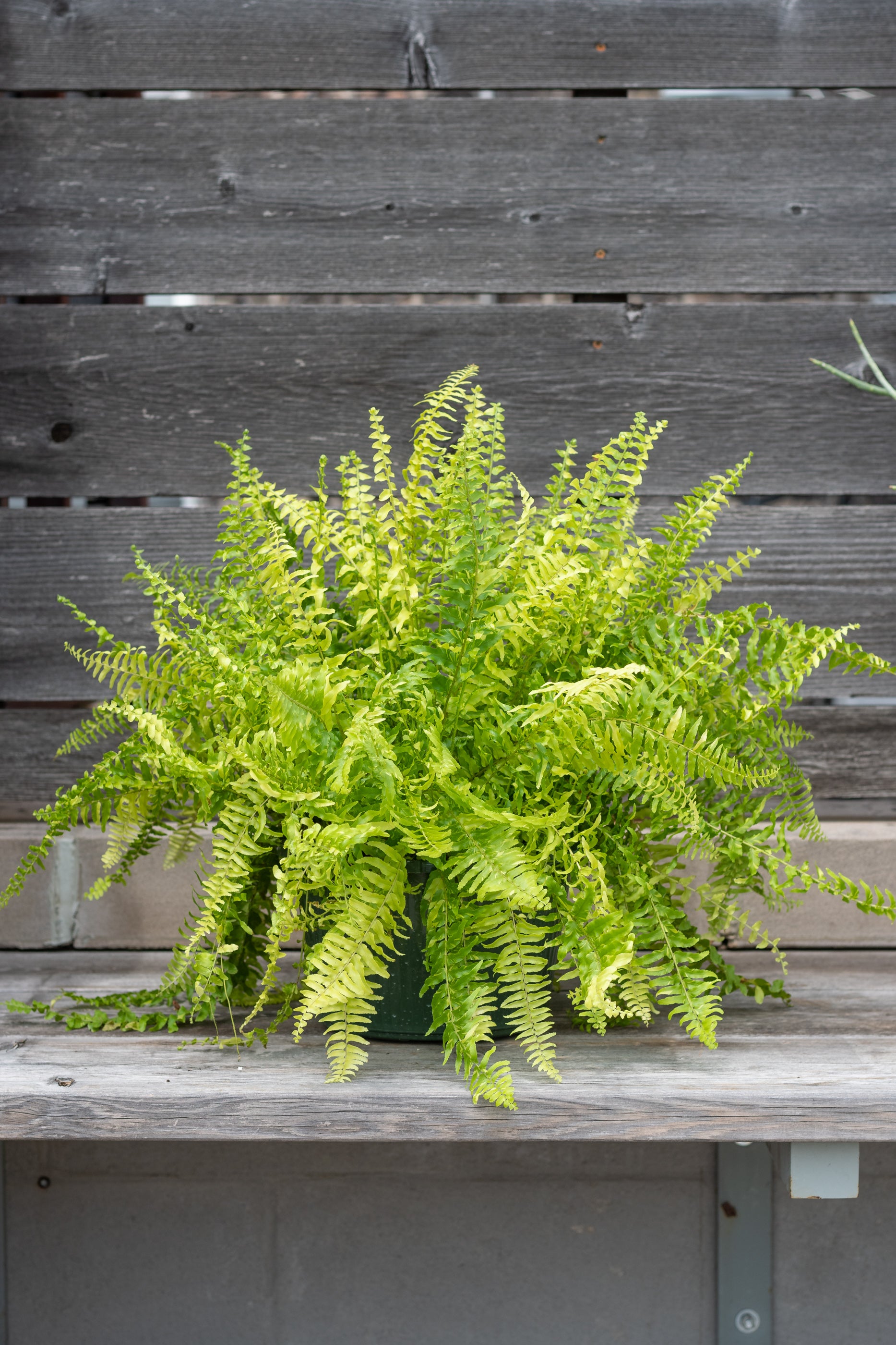 Nephrolepis exaltata 'Tiger' potted in front of grey wood background