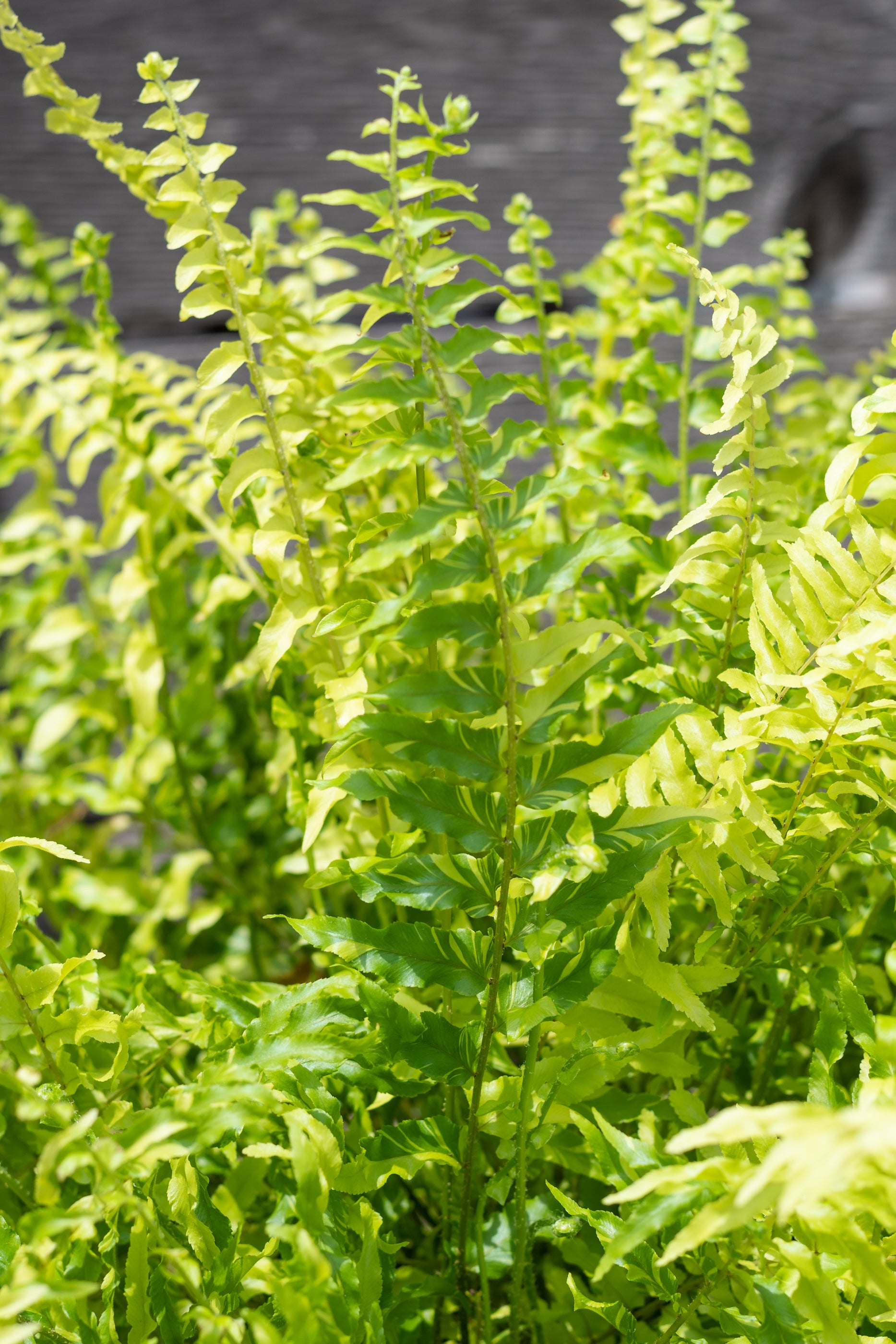 Close up of Nephrolepis exaltata 'Tiger' foliage