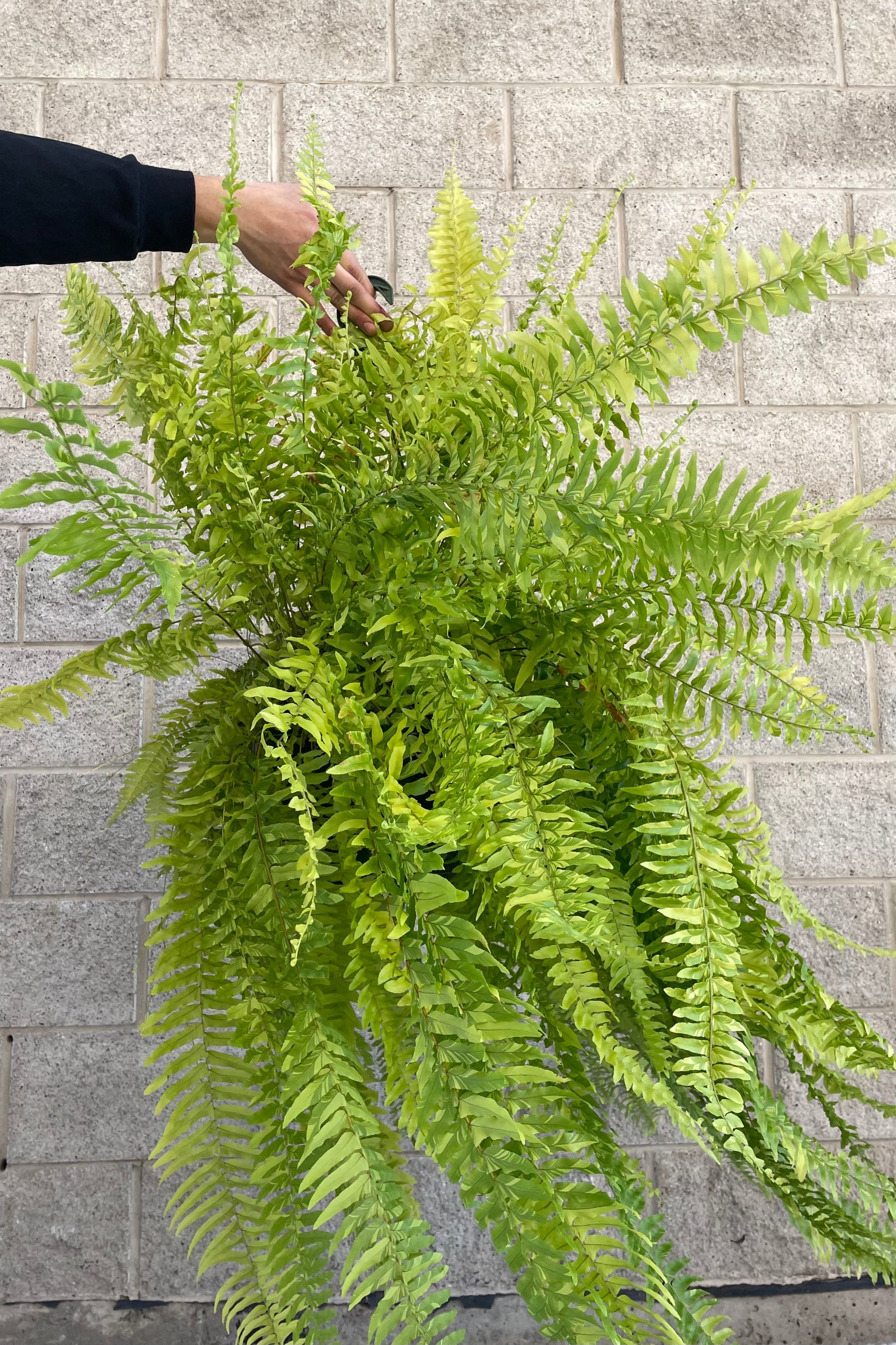 Photo of lush fronds of 'Tiger' Boston Fern which are green and yellow striped ©Sprout Home