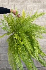 Photo of lush fronds of 'Tiger' Boston Fern which are green and yellow striped