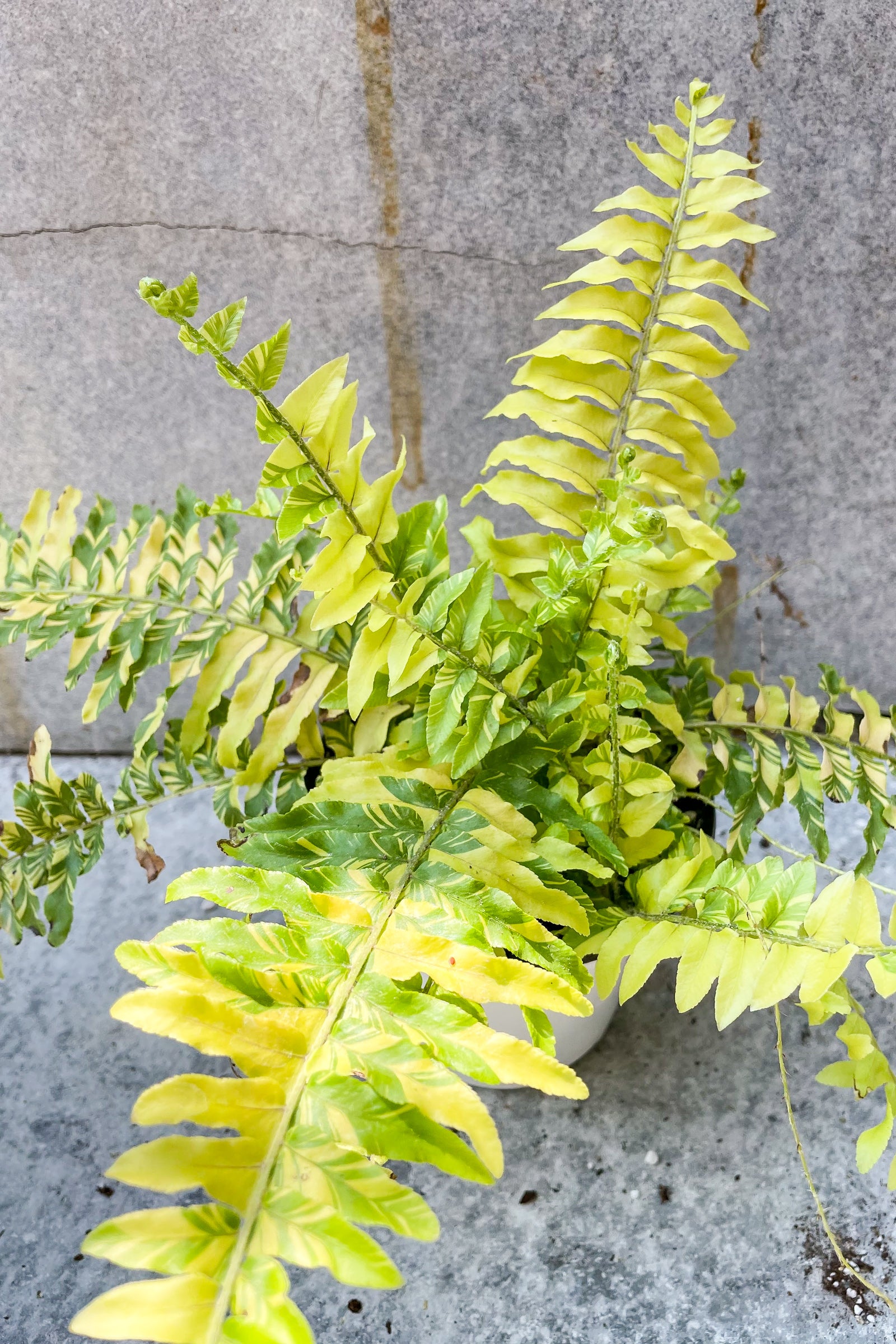 Close up of Nephrolepis exaltata 'Tiger' foliage