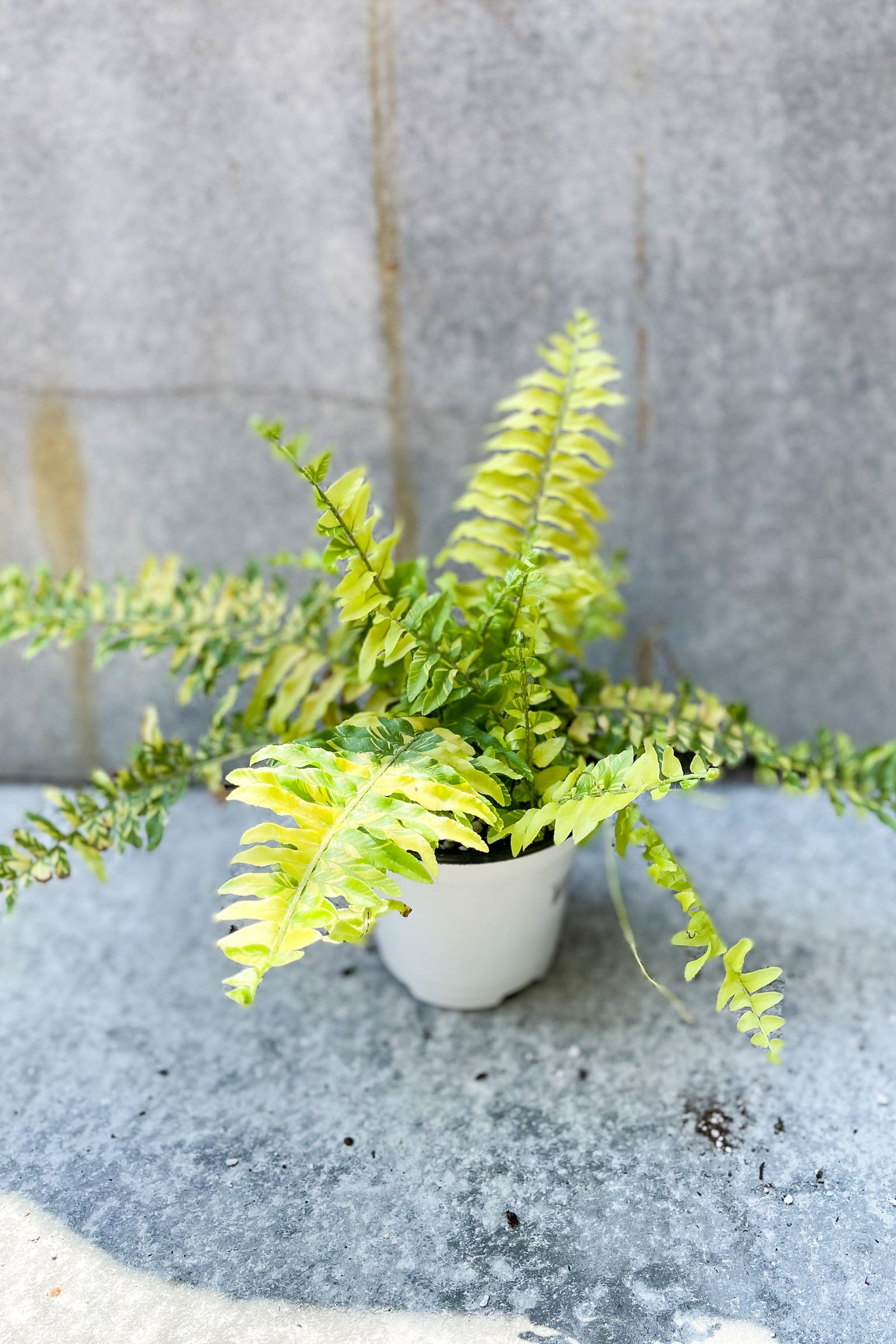 Nephrolepis exaltata 'Tiger' 4" in front of grey background