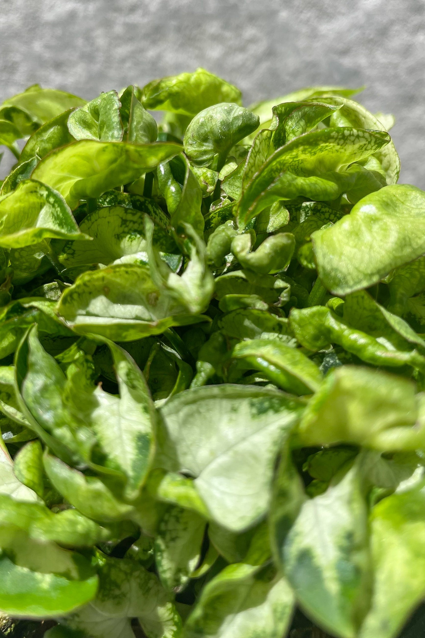 Close up of Nephthytis leaves ©Sprout Home