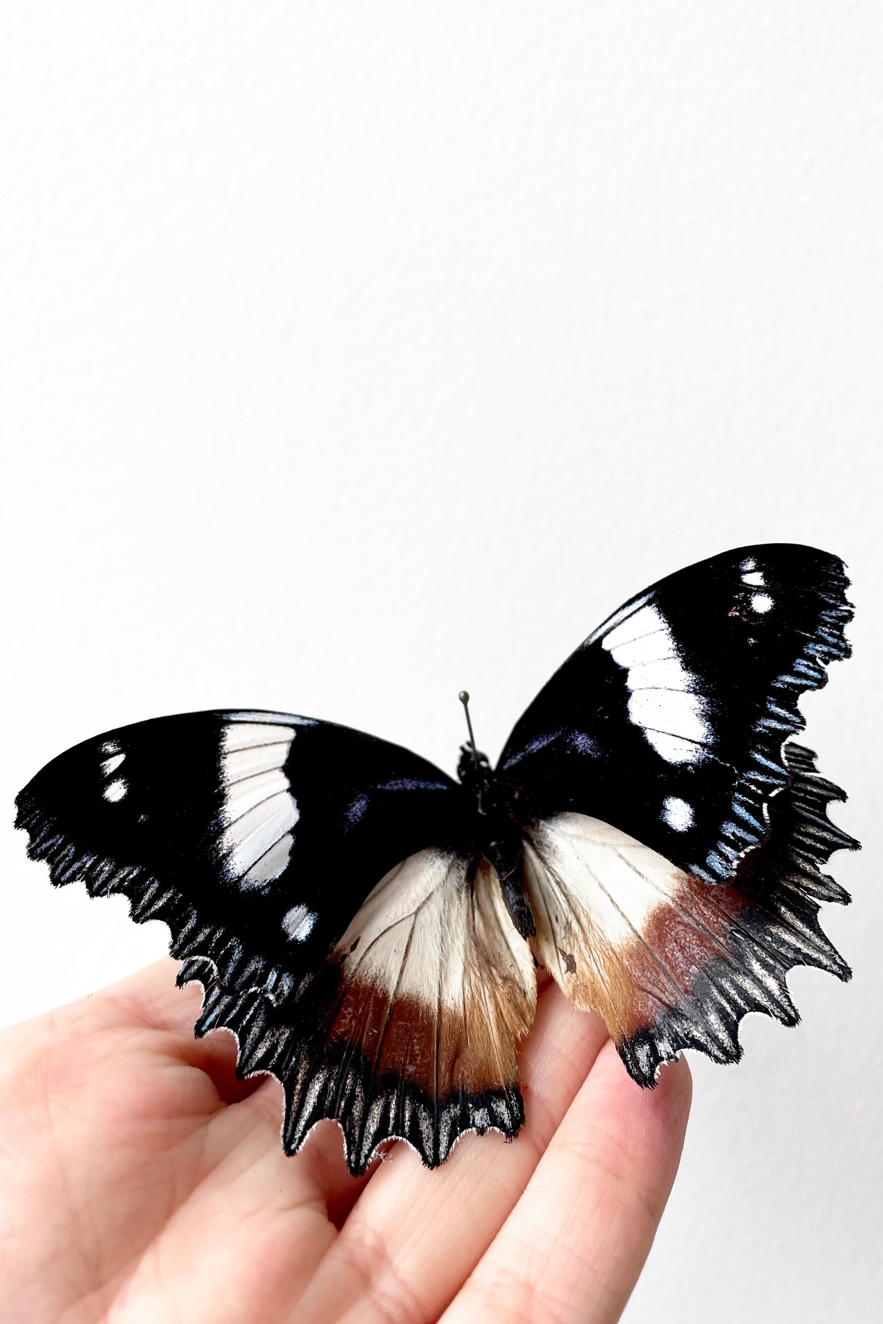 A hand holds Hypolimnus dexithea against a white backdrop ©Sprout Home