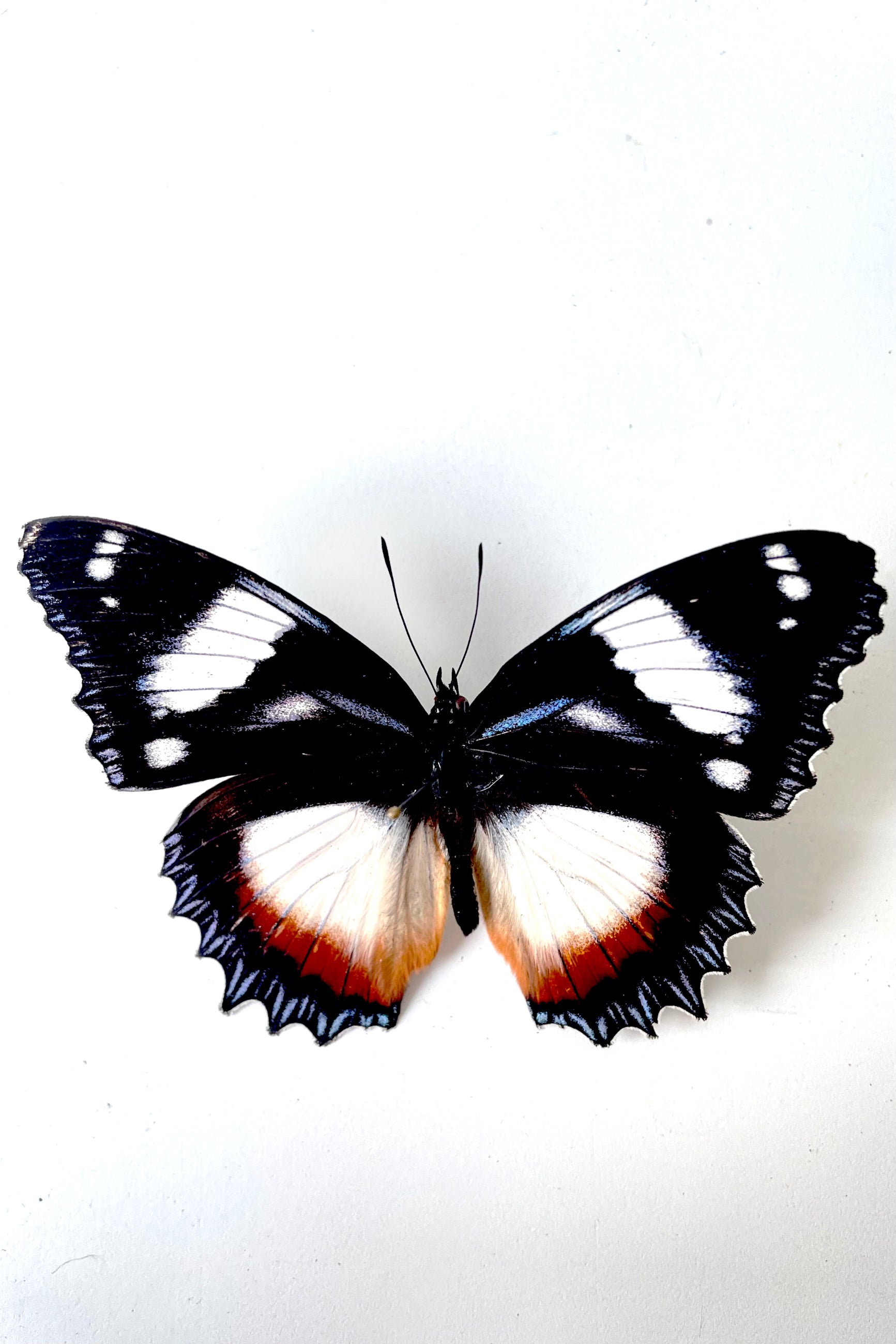 An overhead view of Hypolimnus dexithea with black, white and brown coloring against a white backdrop ©Sprout Home