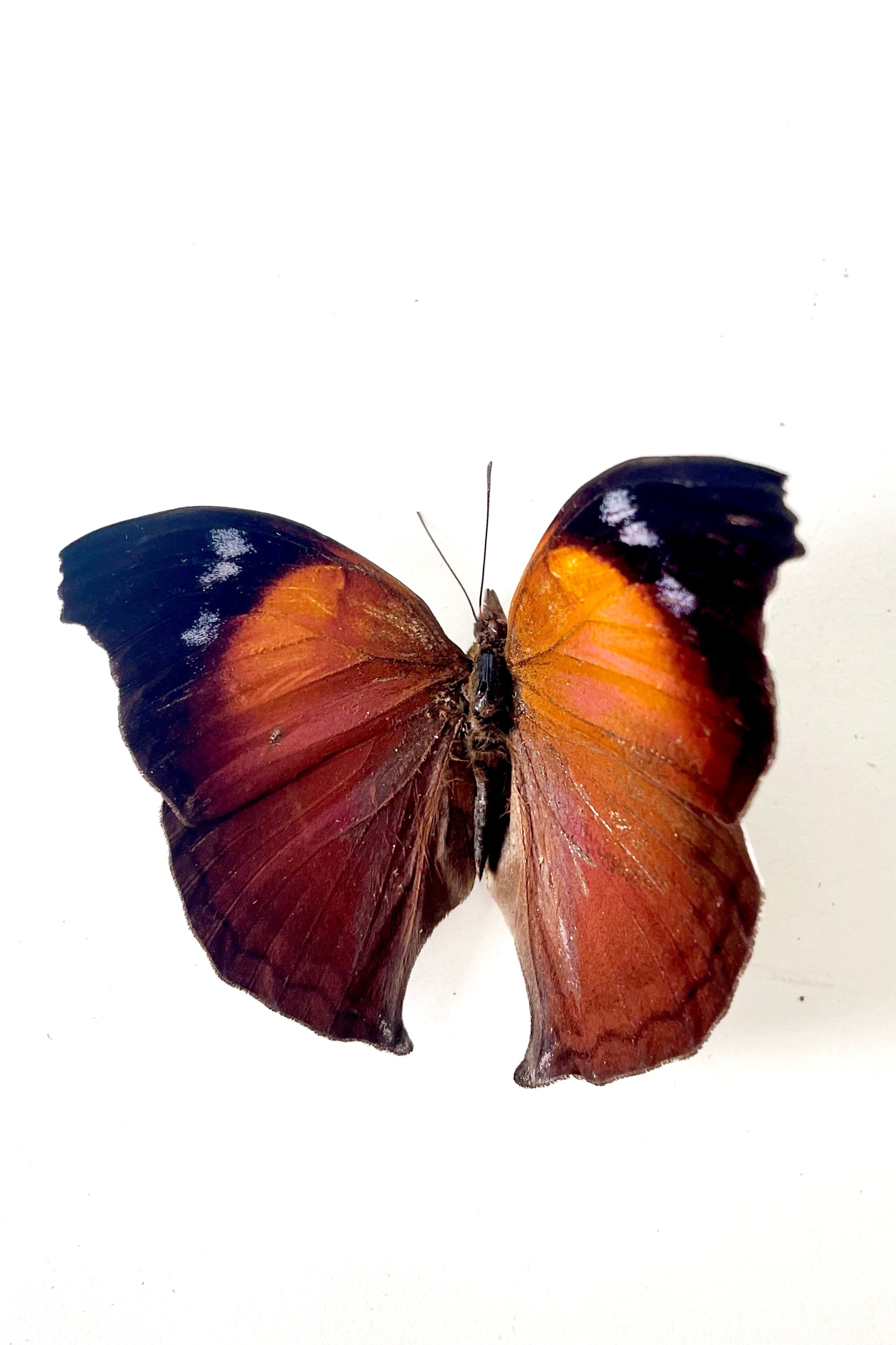 An overhead view of the Salamis anteva with rust and black colored wingsagainst a white backdrop