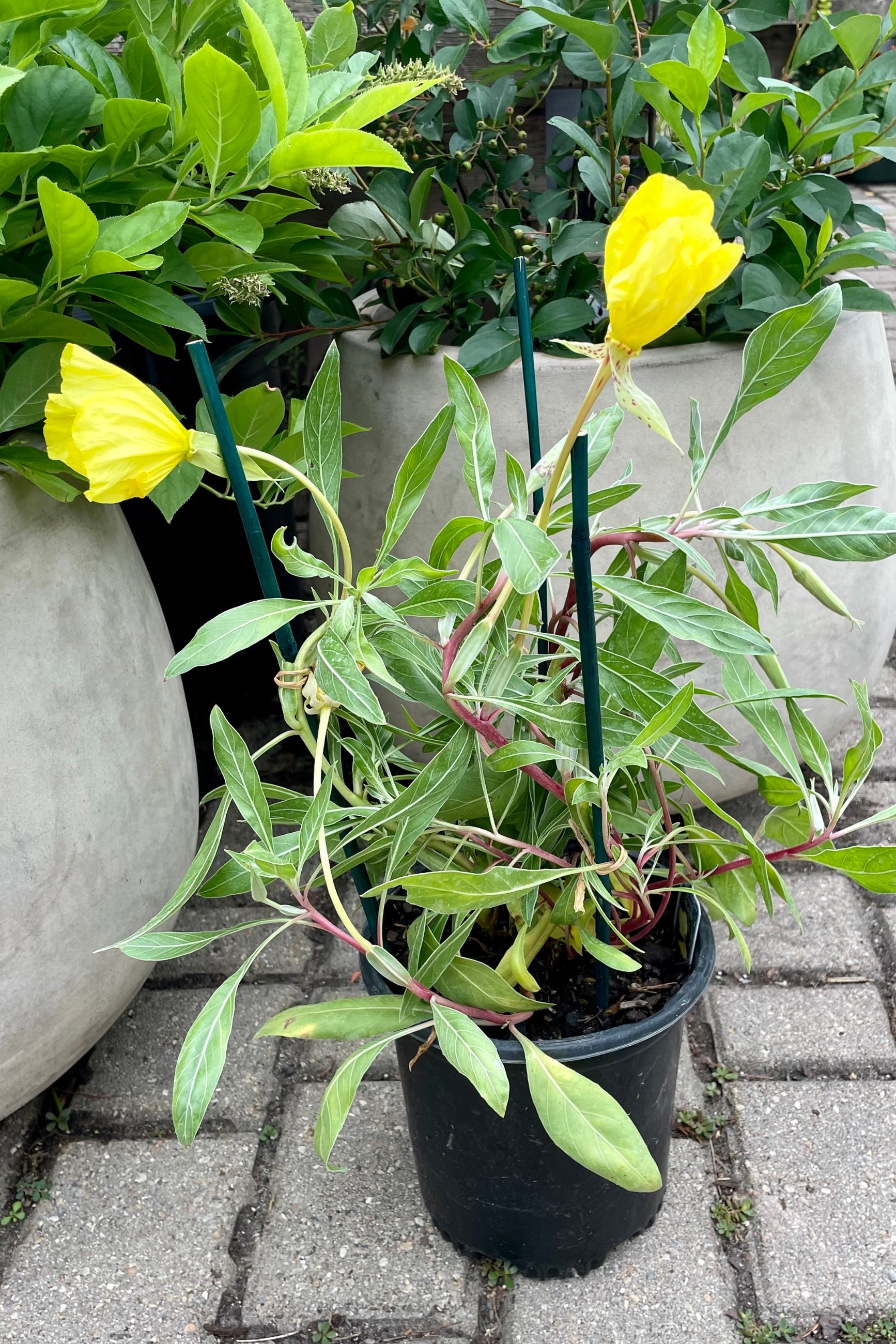 Oenothera missouriensis in bloom the beginning of July showing the bright yellow flowers at Sprout Home.©Sprout Home ©Sprout Home