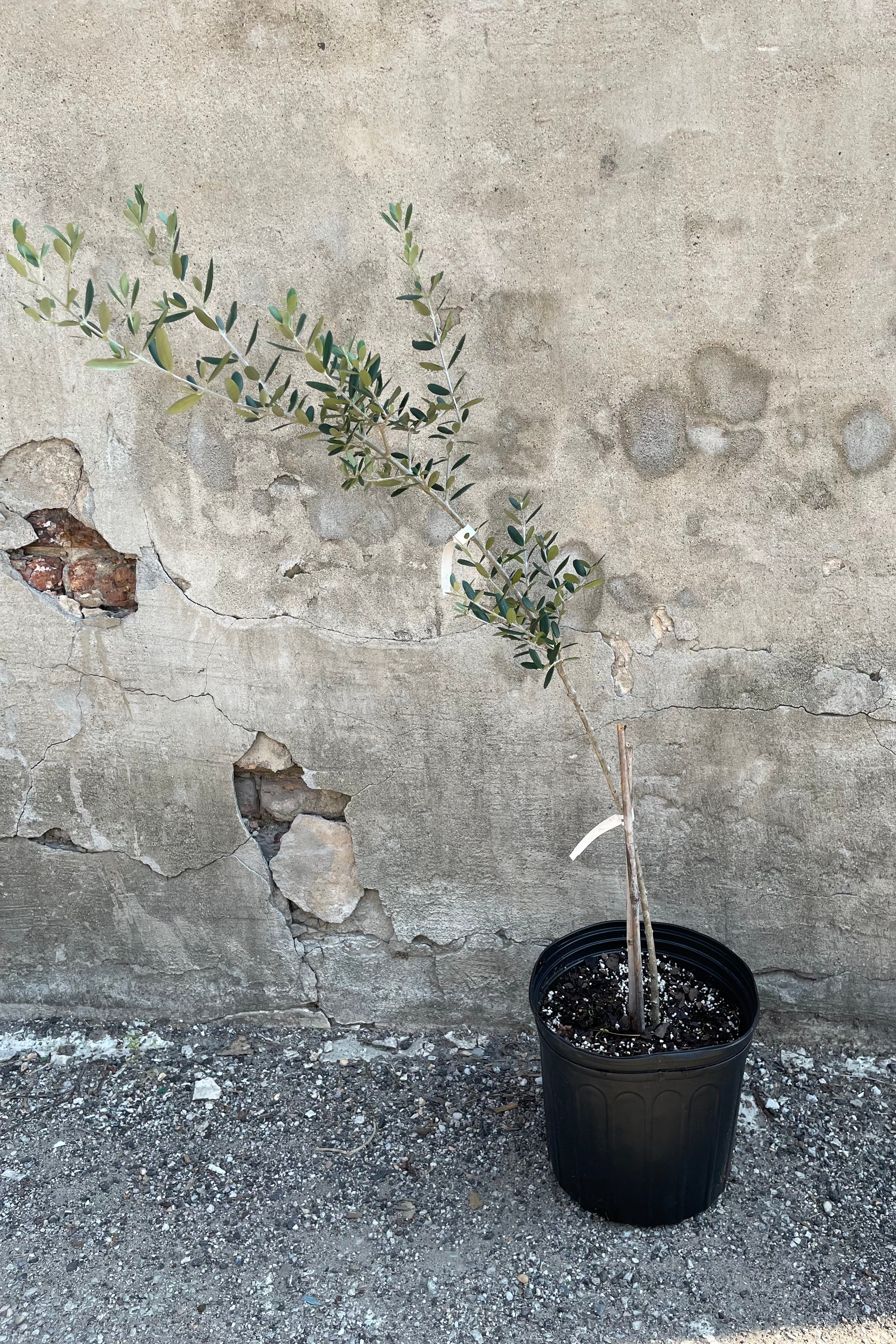 Olea europaea tree in a 10" container against a grey concrete wall.