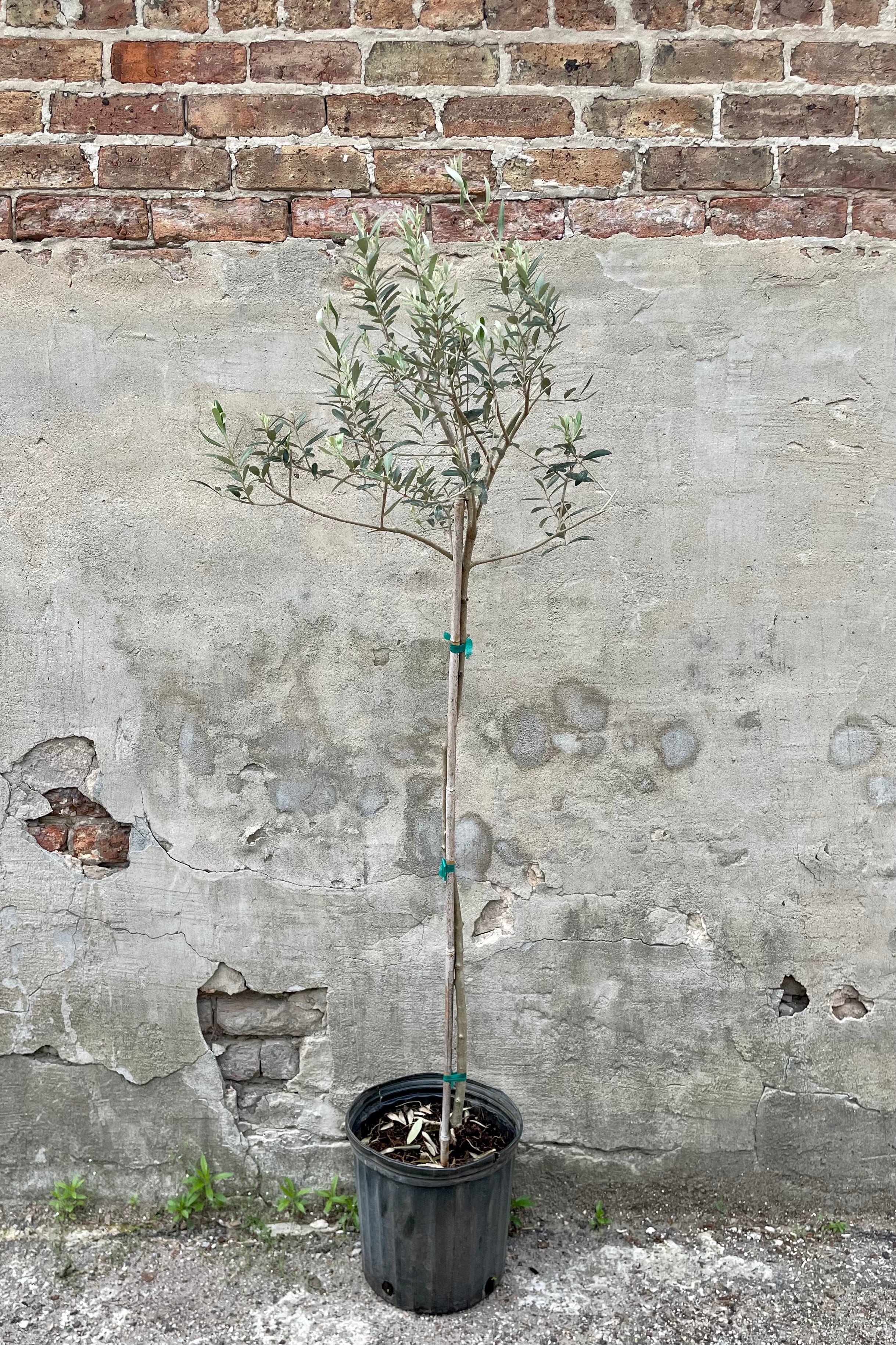 Olea europaea "Olive Tree" standard form 12" with a black growers pot against a grey wall