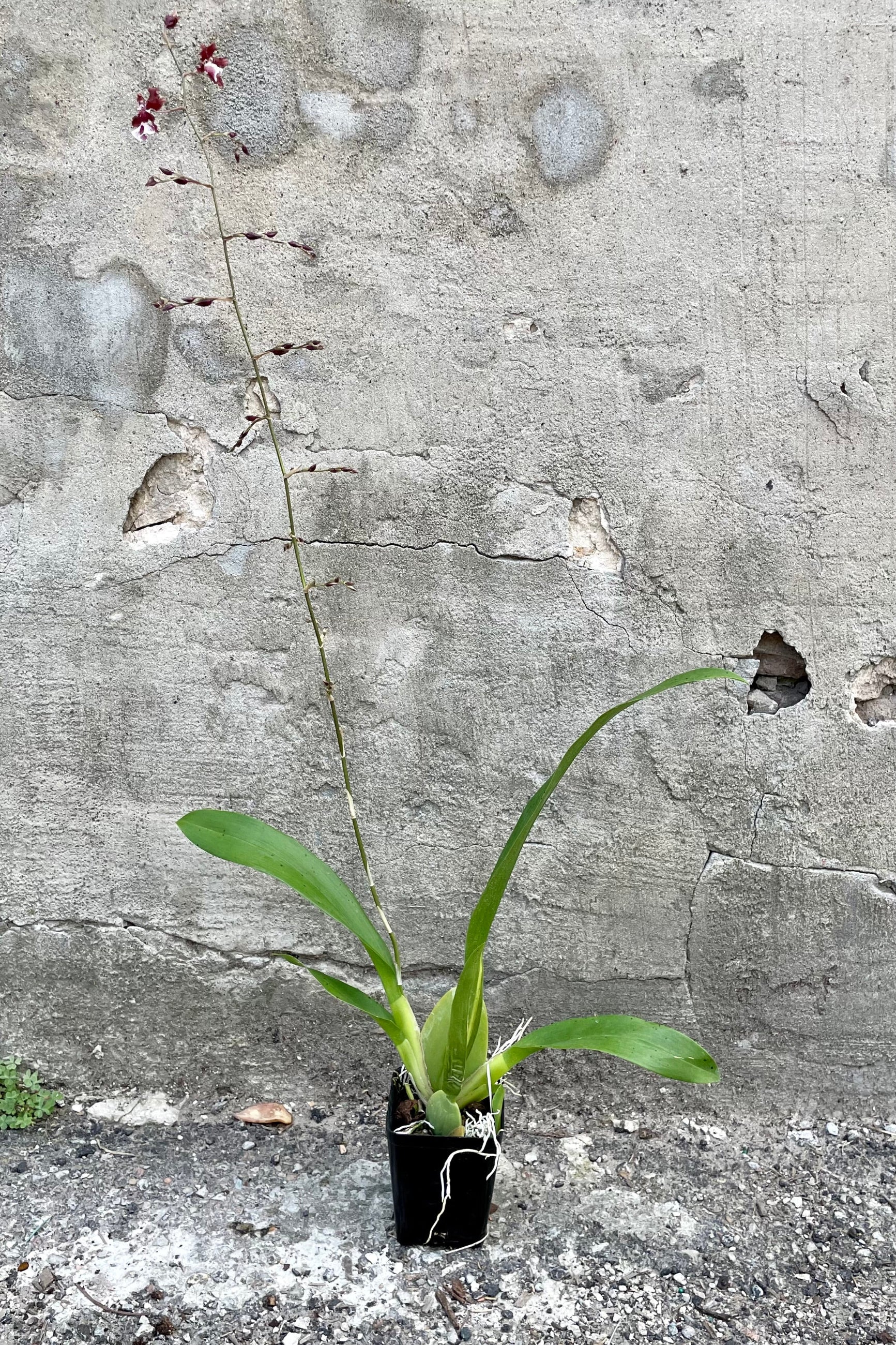 A full view of the 4" Oncidium in a grow pot against a concrete backdrop ©Sprout Home