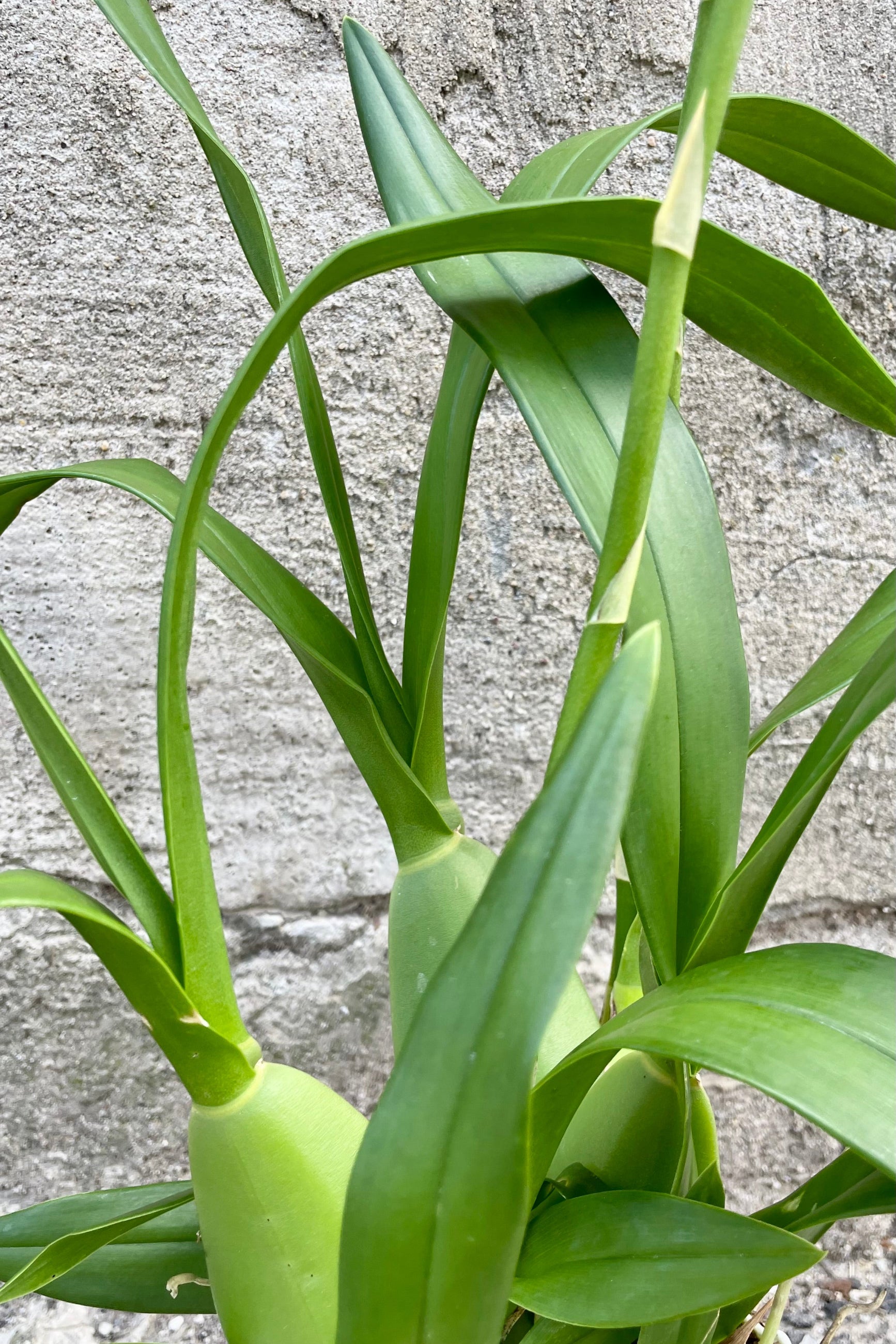 A close-up view of the leaves of the 4" Oncidium against a concrete backdrop ©Sprout Home