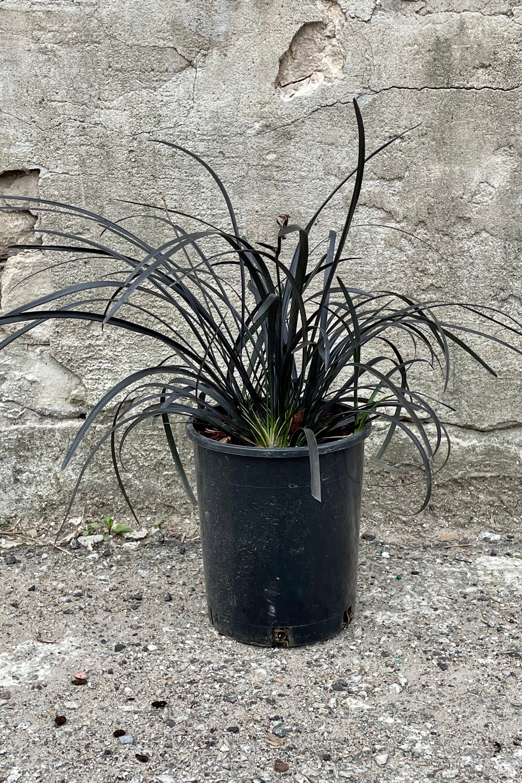 Detail of Ophiopogon planiscapus 'Nigrescens' #1 with a growers pot against a grey wall ©Sprout Home
