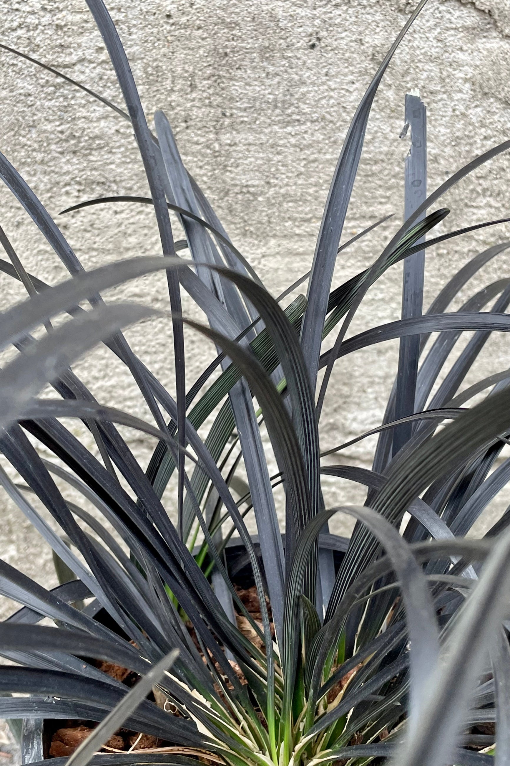 Ophiopogon planiscapus 'Nigrescens' #1 against a grey wall ©Sprout Home