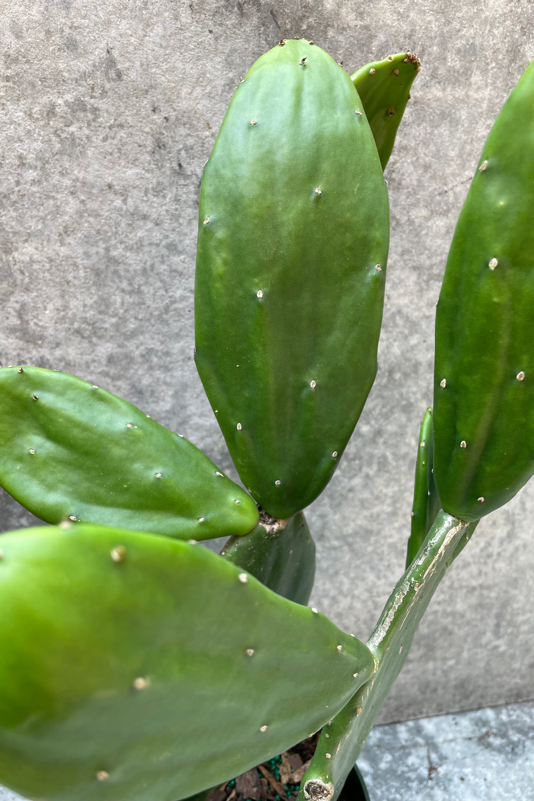 Opuntia plant detail shot of the prickly paddle leaves. ©Sprout Home