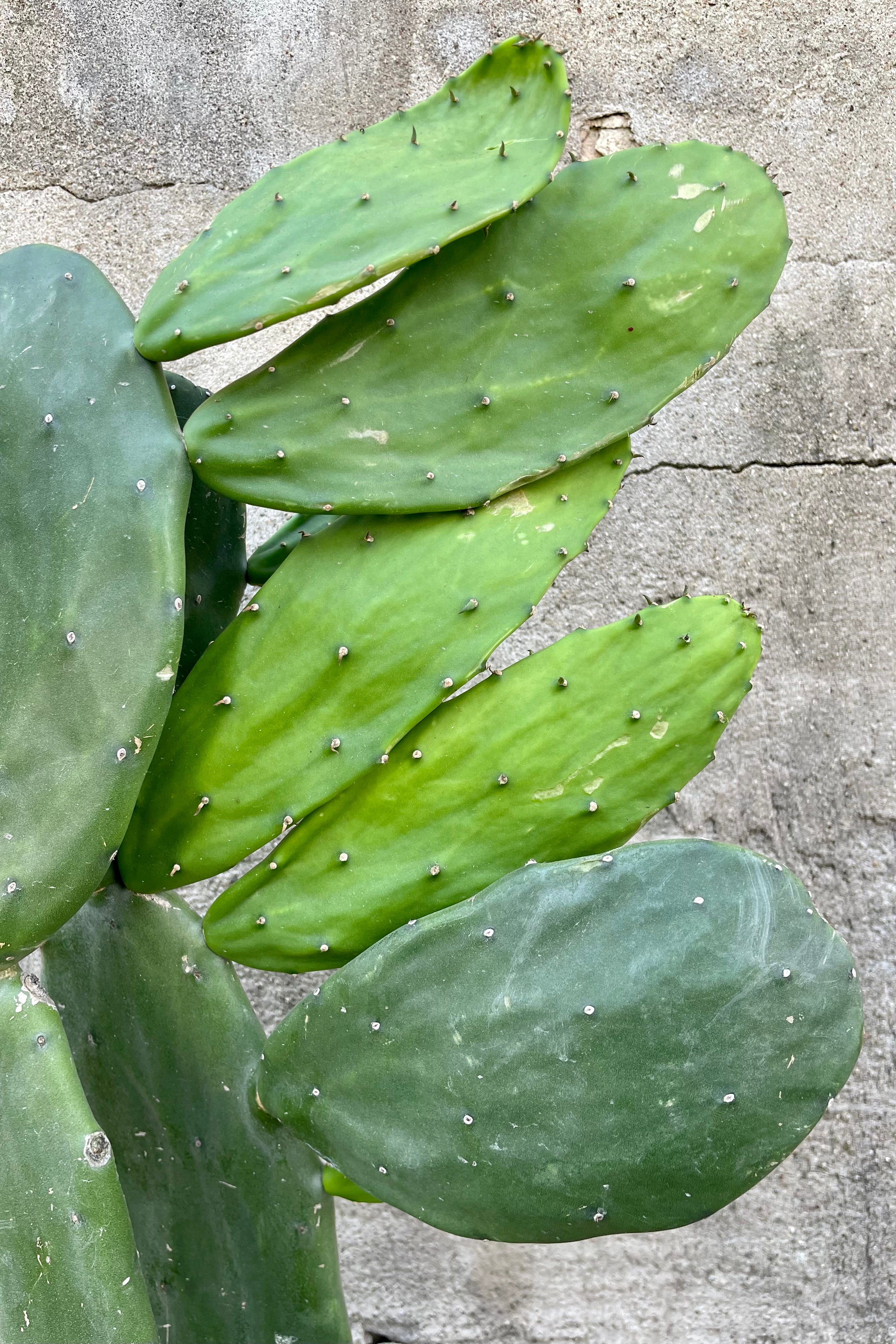 Opuntia, "Prickly Pear" detail of multiple round cactus leaves with spine thorns