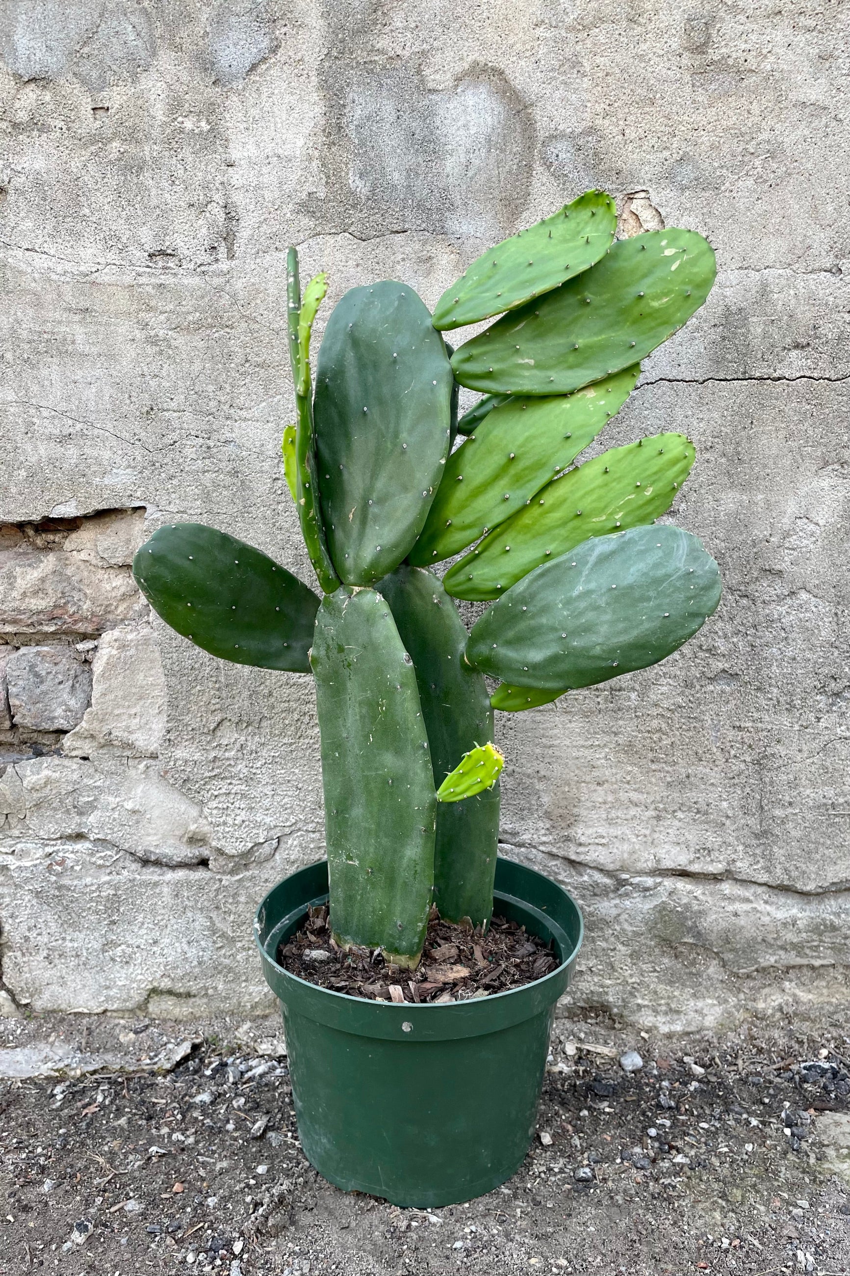 Opuntia, "Prickly Pear" 8" growers planter pot with multiple round cactus leaves with spine thorns ©Sprout Home