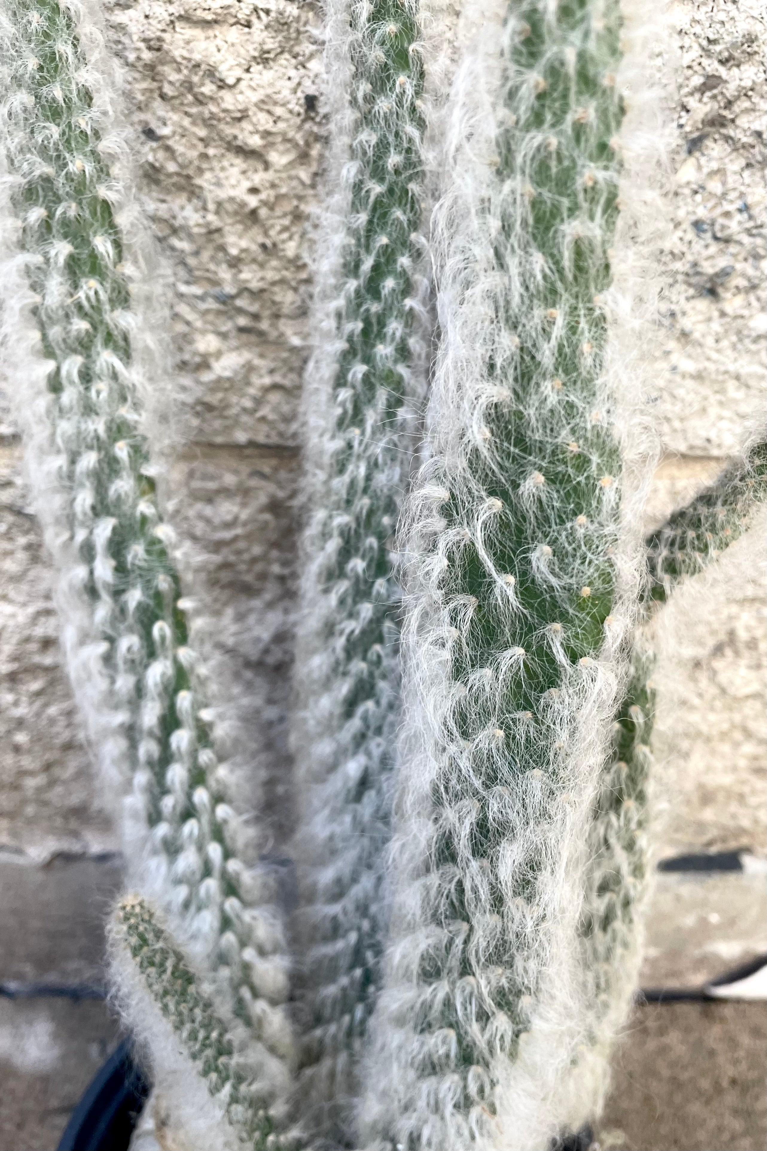 A detailed view of Opuntia erinacea ursine 6" against concrete backdrop