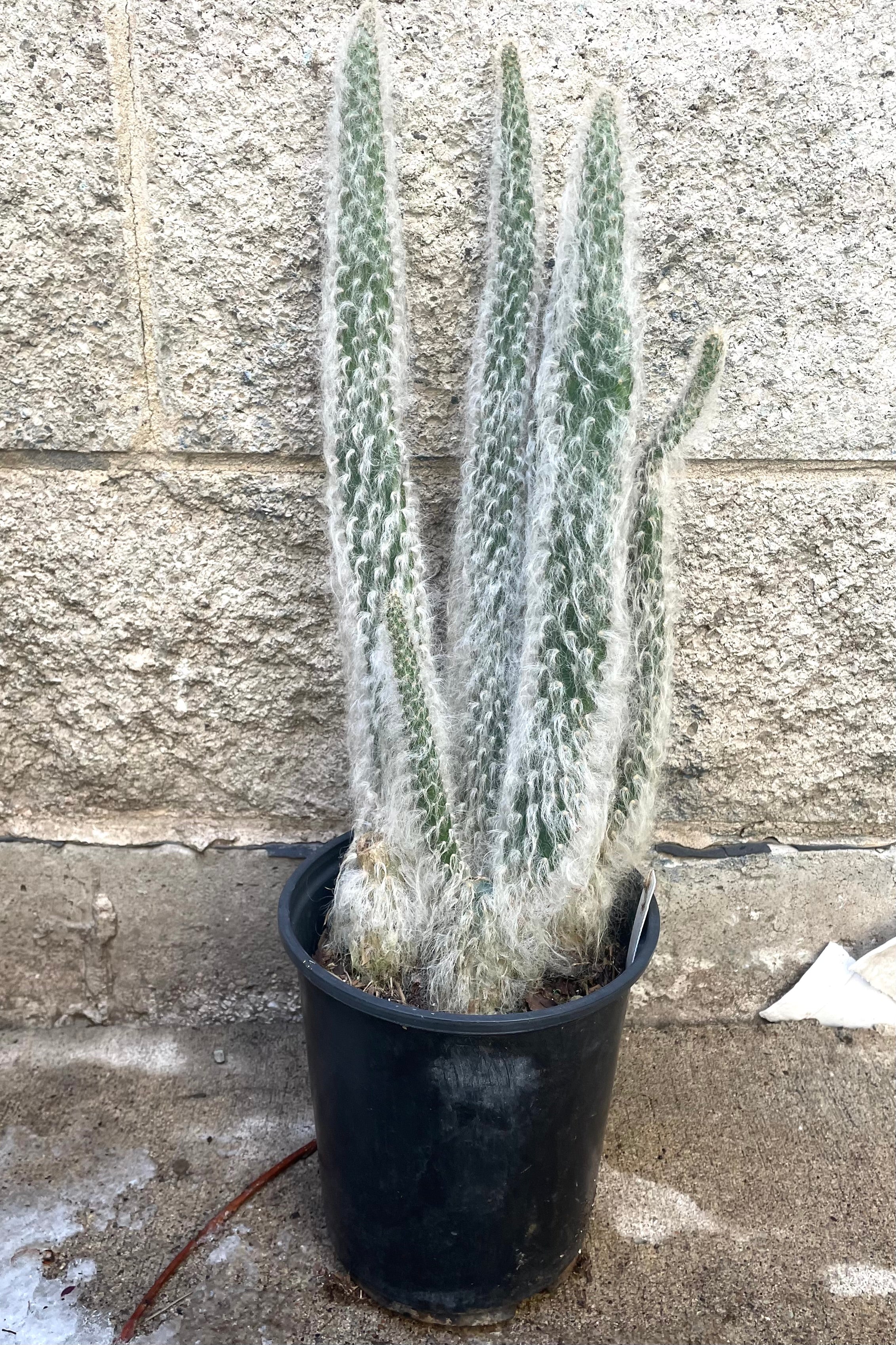 A full view of Opuntia erinacea ursine 6" in grow pot against concrete backdrop