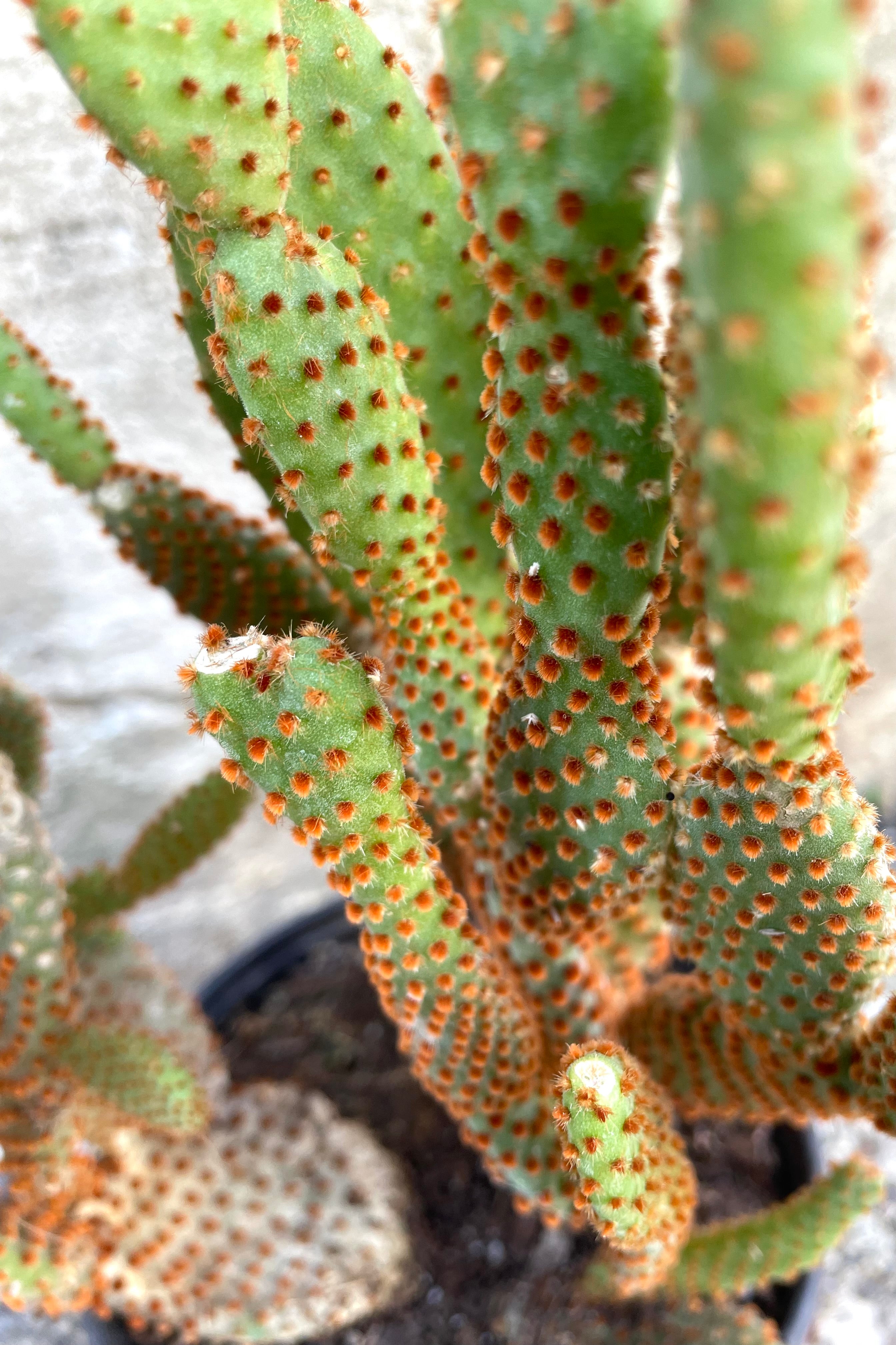 A detailed view of the Opuntia microdasys 6" against a concrete backdrop