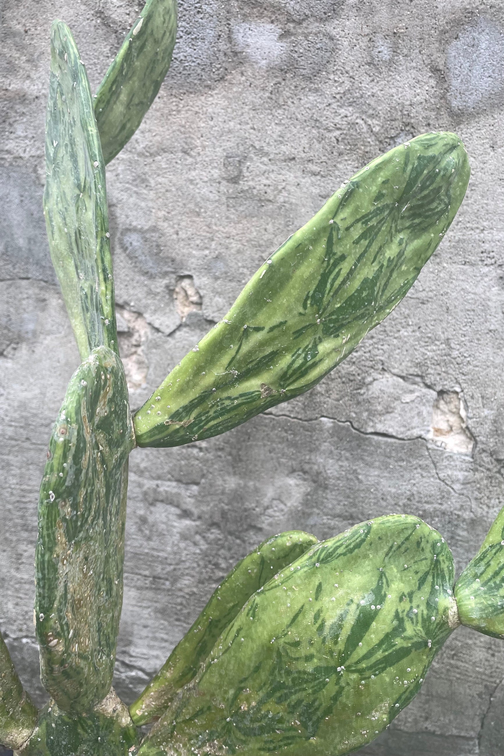 A close up view of Opuntia sp. Variegated 10" against a concrete backdrop ©Sprout Home