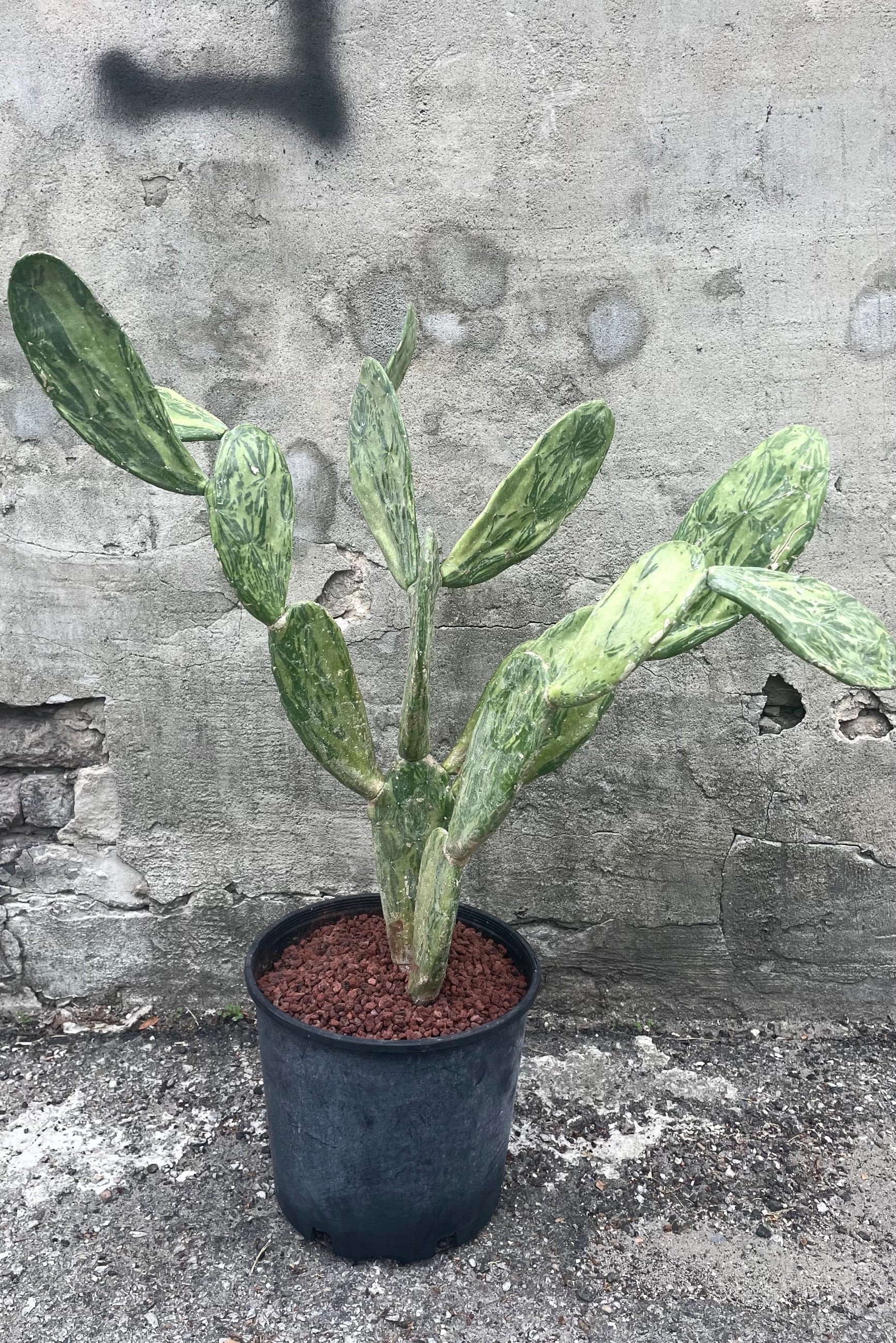 A full view of Opuntia sp. Variegated 10" in a grow pot against a concrete backdrop ©Sprout Home