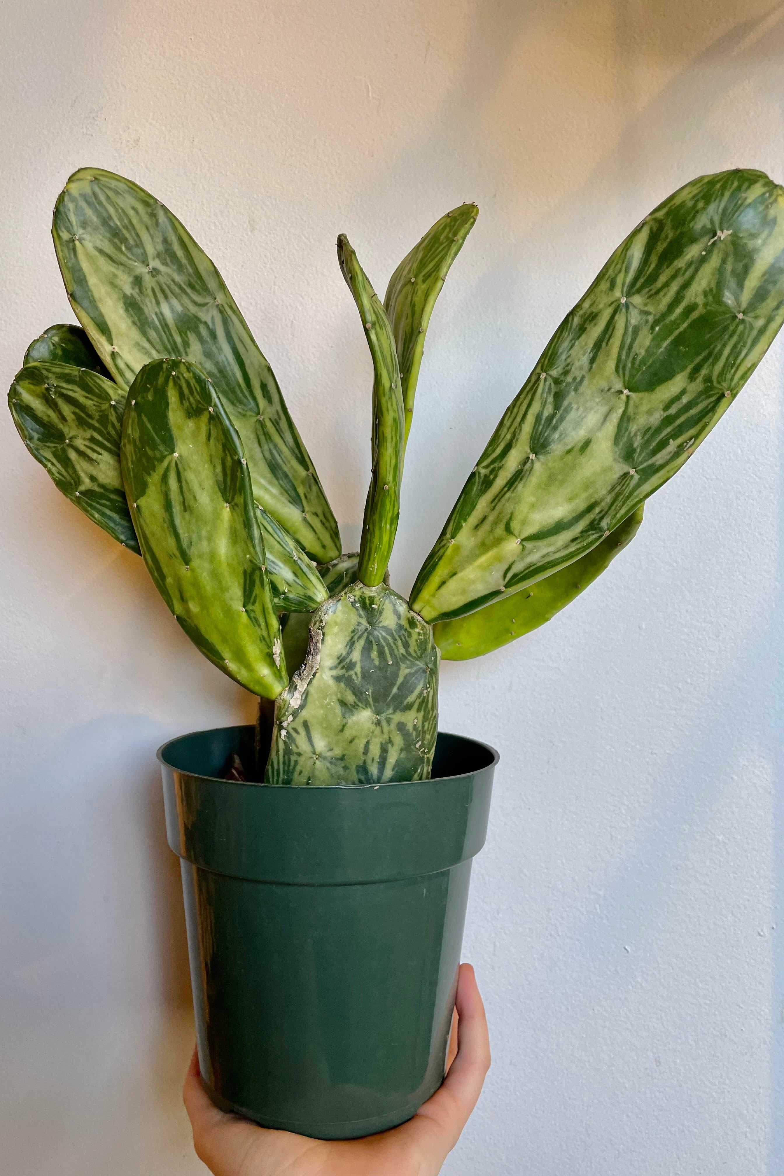 A hand holds the Opuntia variegated 6" against a white backdrop