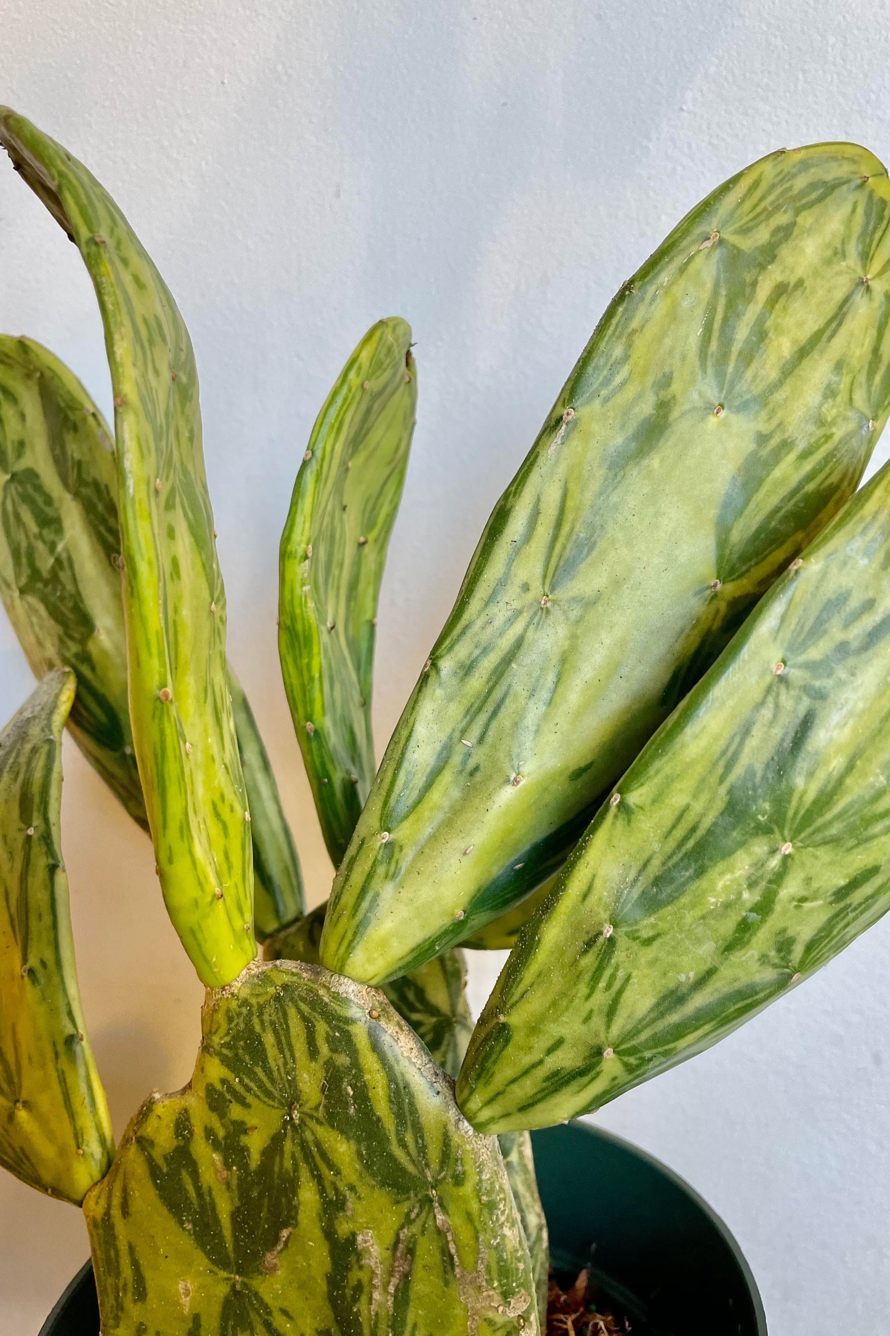 A detailed look at the Opuntia variegated 6" ©Sprout Home