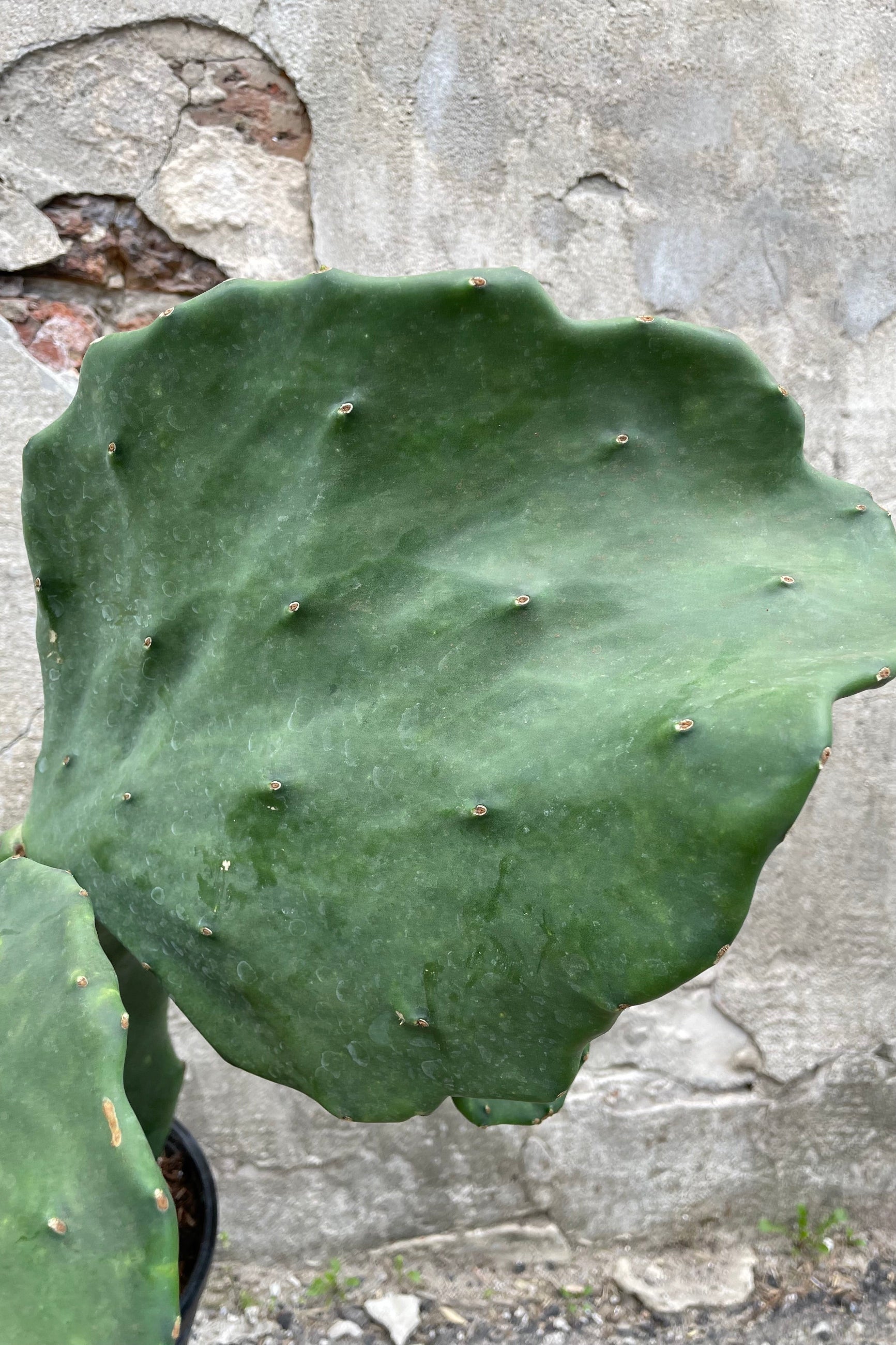 A detailed view of Opuntia gomei 10" against concrete backdrop ©Sprout Home