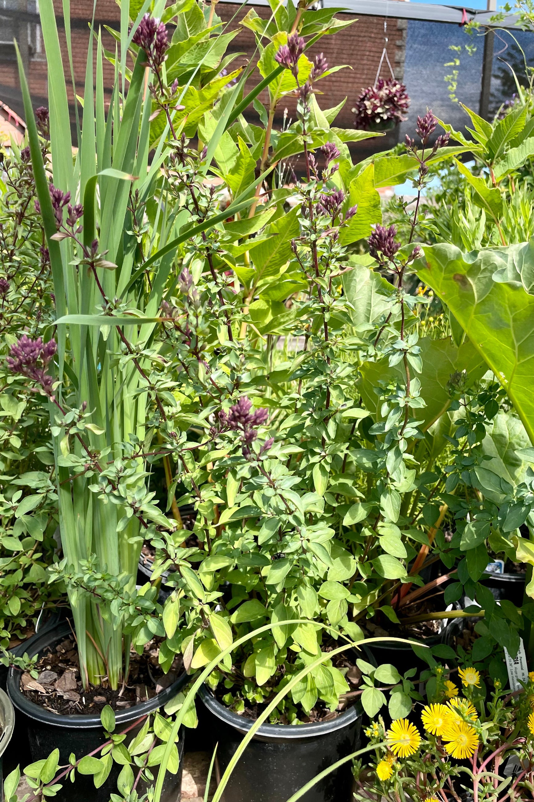 Oregano 'Herrenhausen' in a #1 pot amongst other perennials at Sprout Home mid July showing its purple buds about to bloom. ©Sprout Home