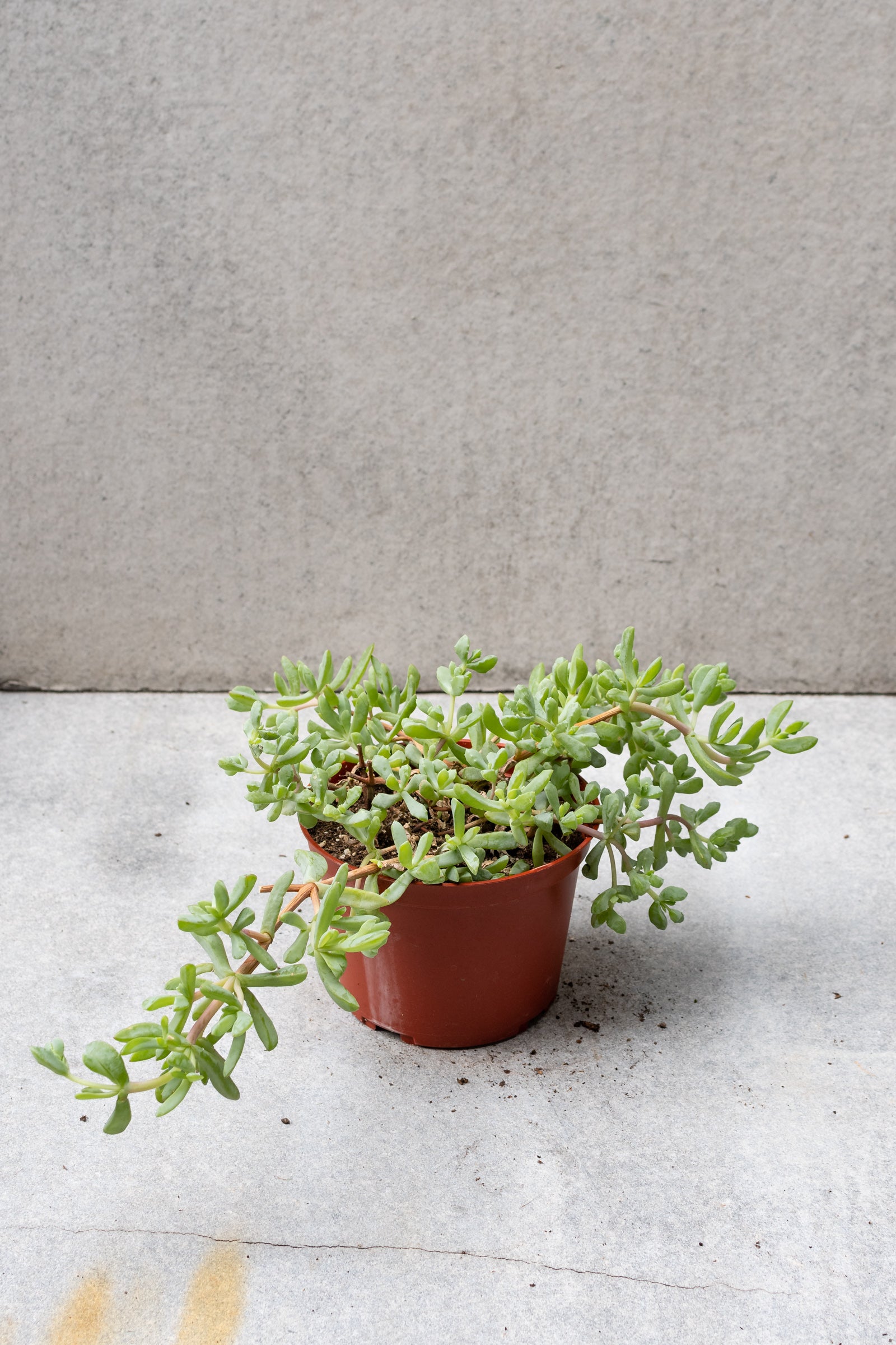 An Oscularia deltoides plant against a grey wall and shelf.