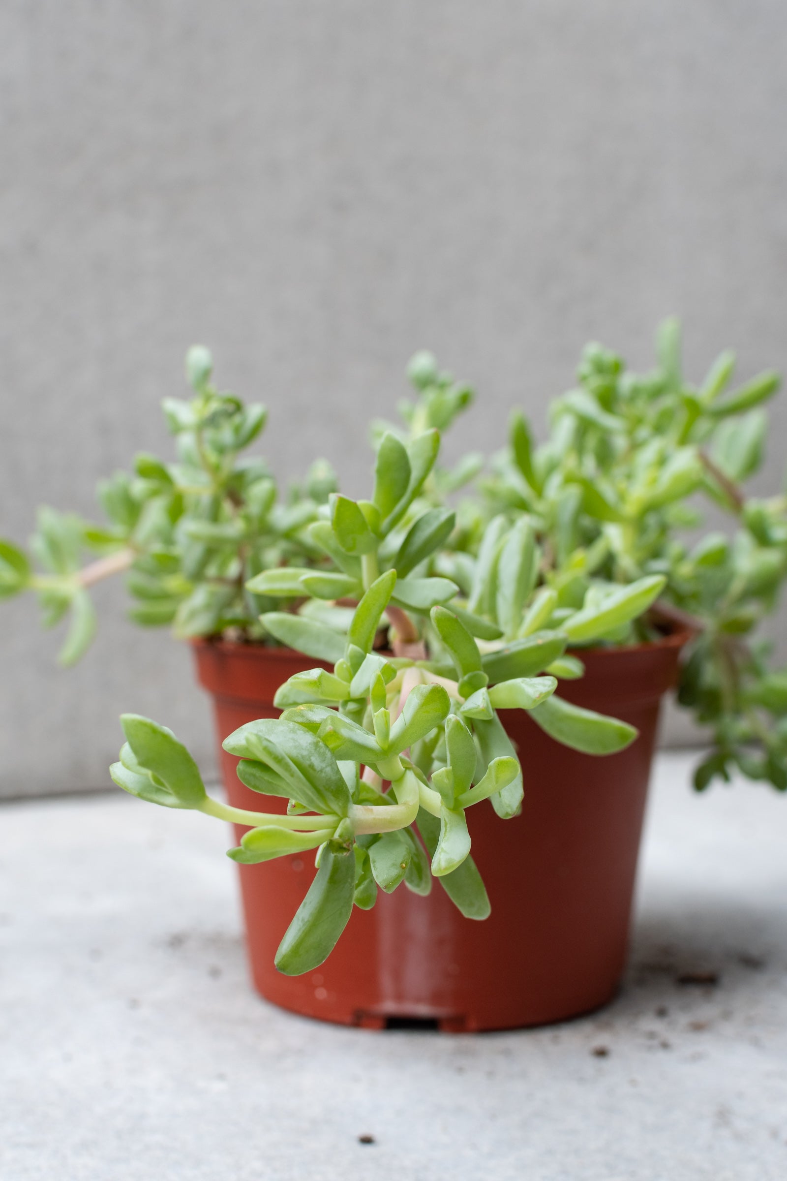 Oscularia deltoides in a 6" growers pot.