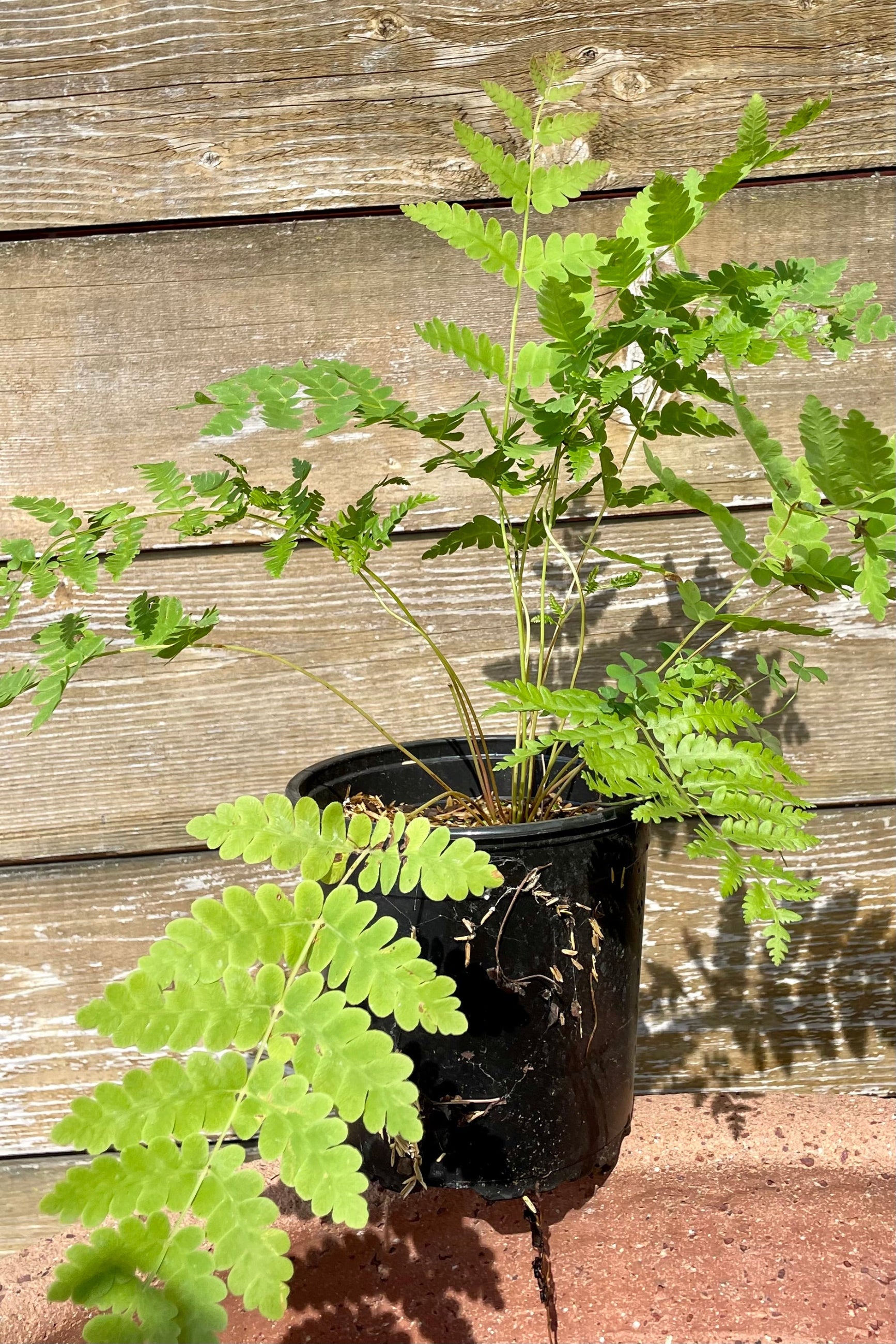 #1 pot size of the Osmunda cinnamomea towards the end of June showing the green textural leaves against a wood fence at Sprout Home. ©Sprout Home