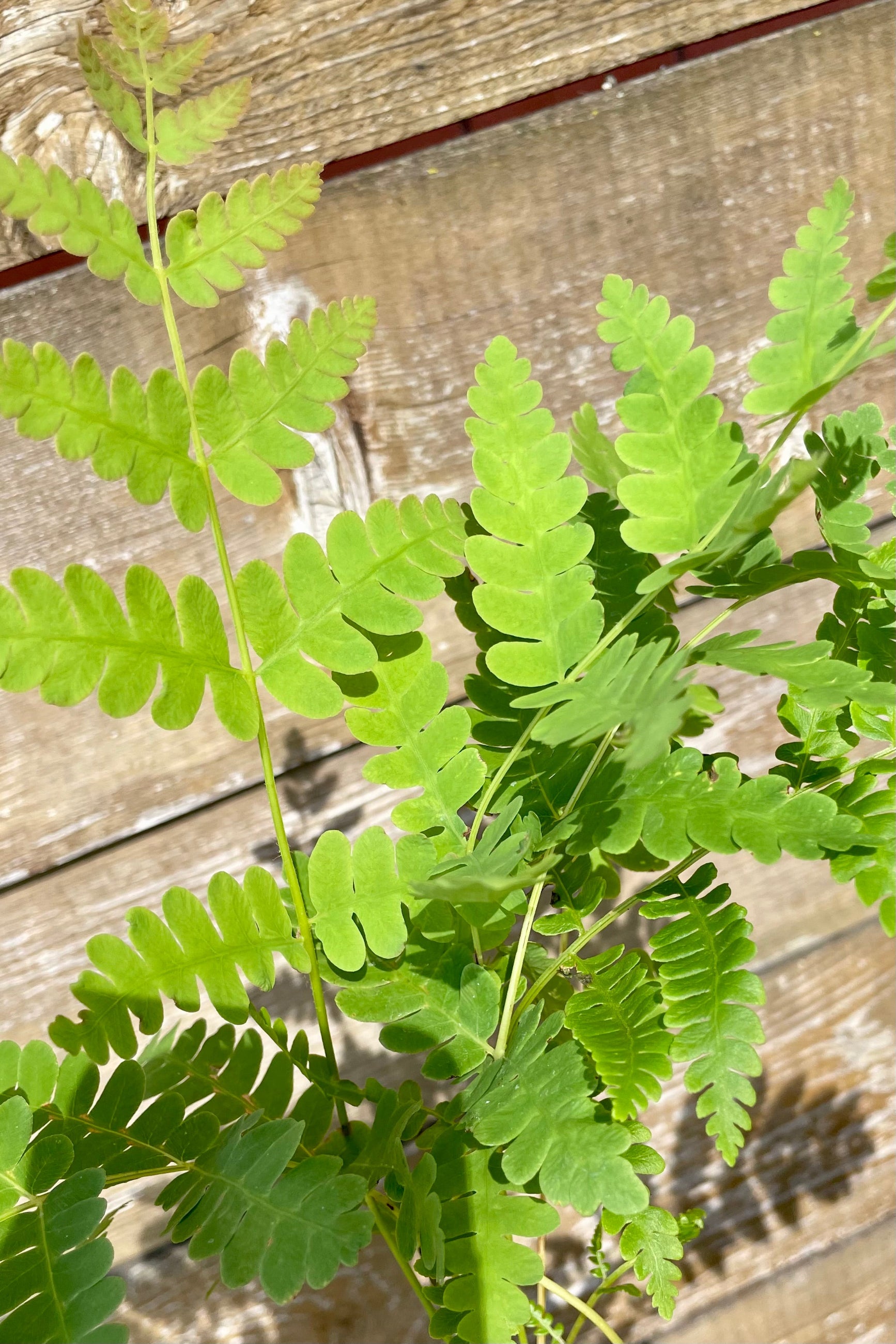 Detail picture of the leaf fronds of the Osmunda cinnamomea fern towards the end of June at Sprout Home ©Sprout Home