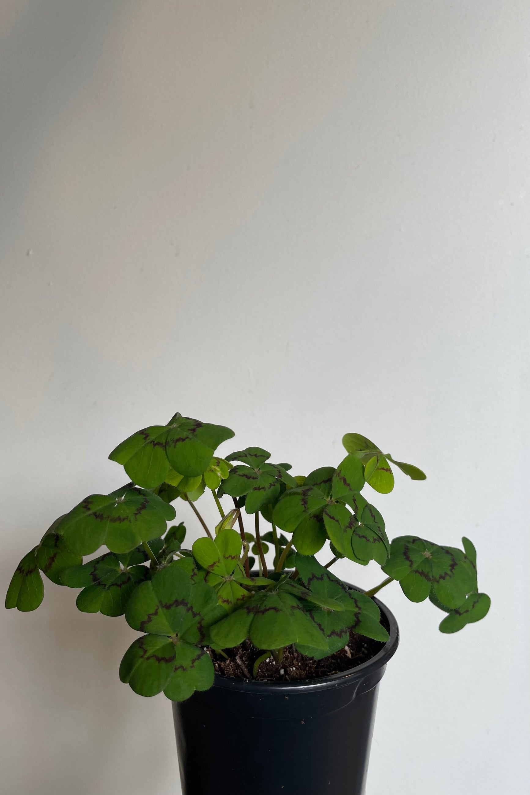 Photo of Iron Cross Oxalis in black nursery pot ©Sprout Home