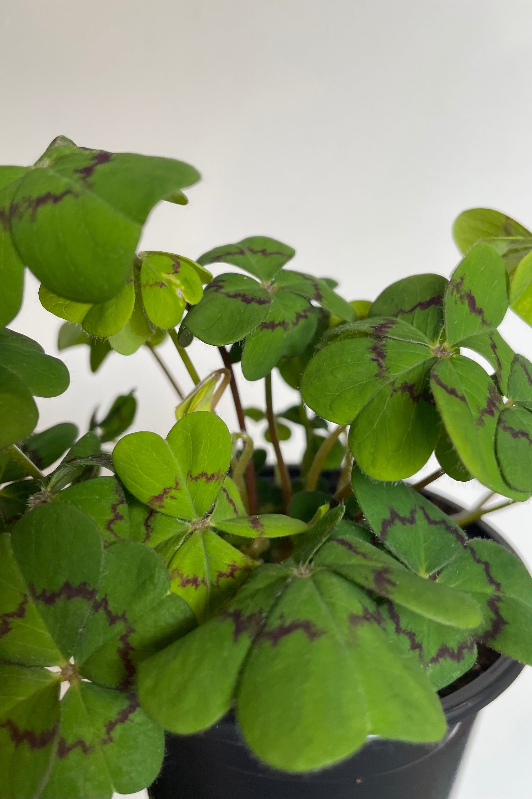 Close photo of green Oaxlis leaves with characteristic dark center ring of Iron Cross variety ©Sprout Home