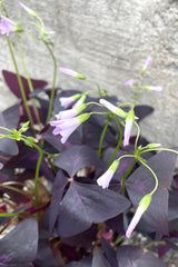 A detailed view of Oxalis triangularis (Purple) 6" against concrete backdrop