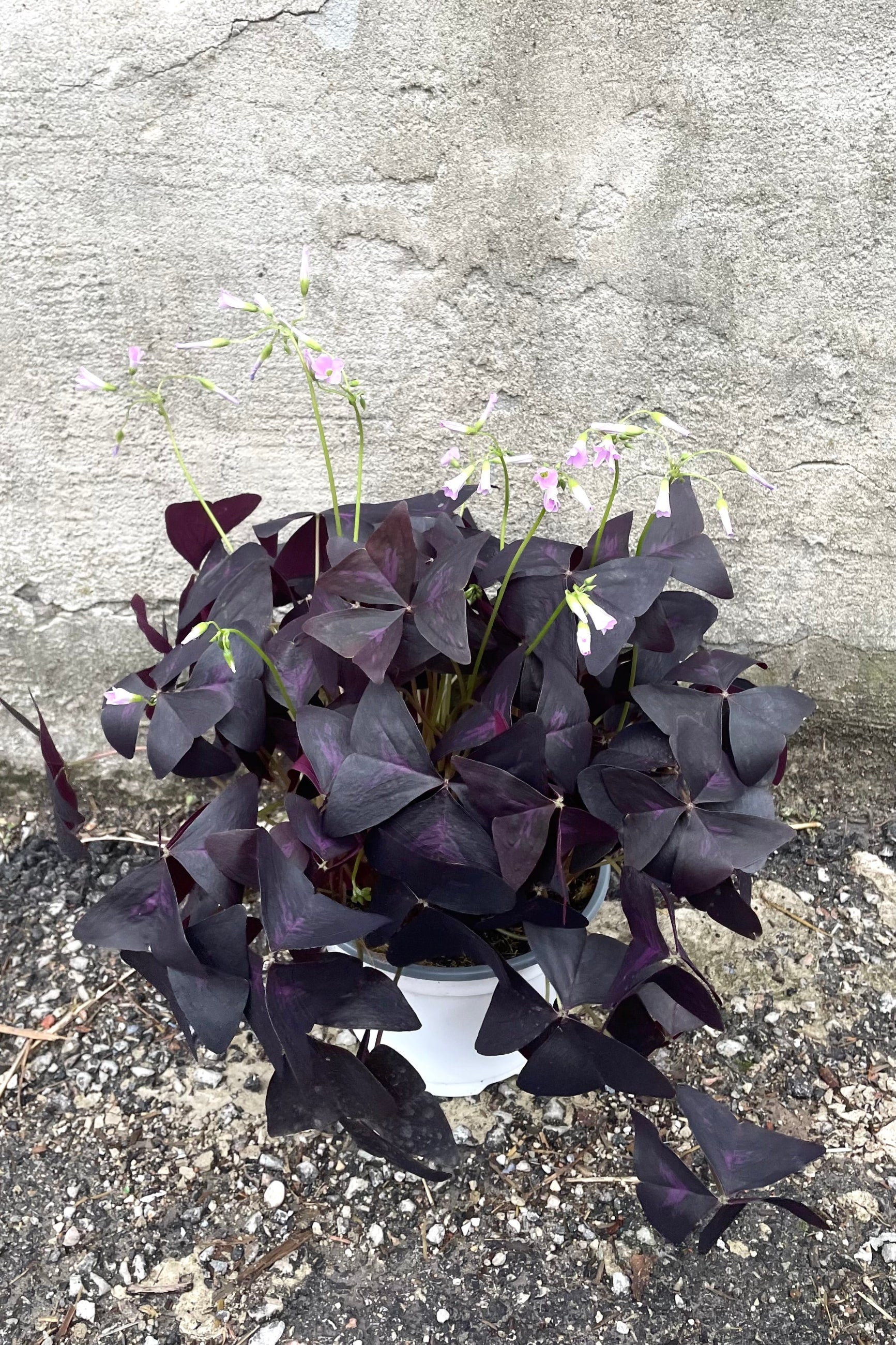 A full view of Oxalis triangularis (Purple) 6" in grow pot against concrete backdrop ©Sprout Home