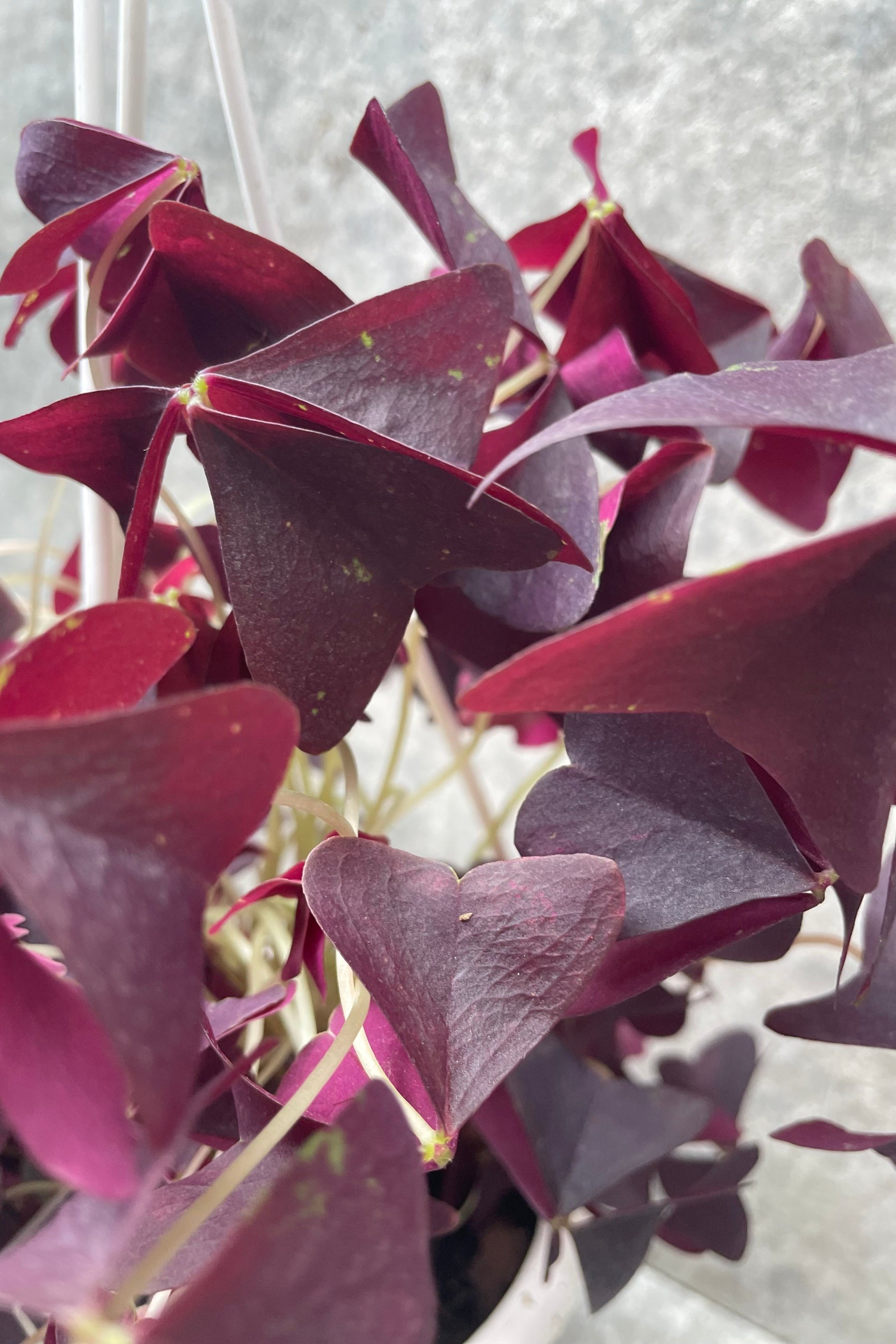 Oxalis triangular purple up close showing the purple burgundy leaves. ©Sprout Home