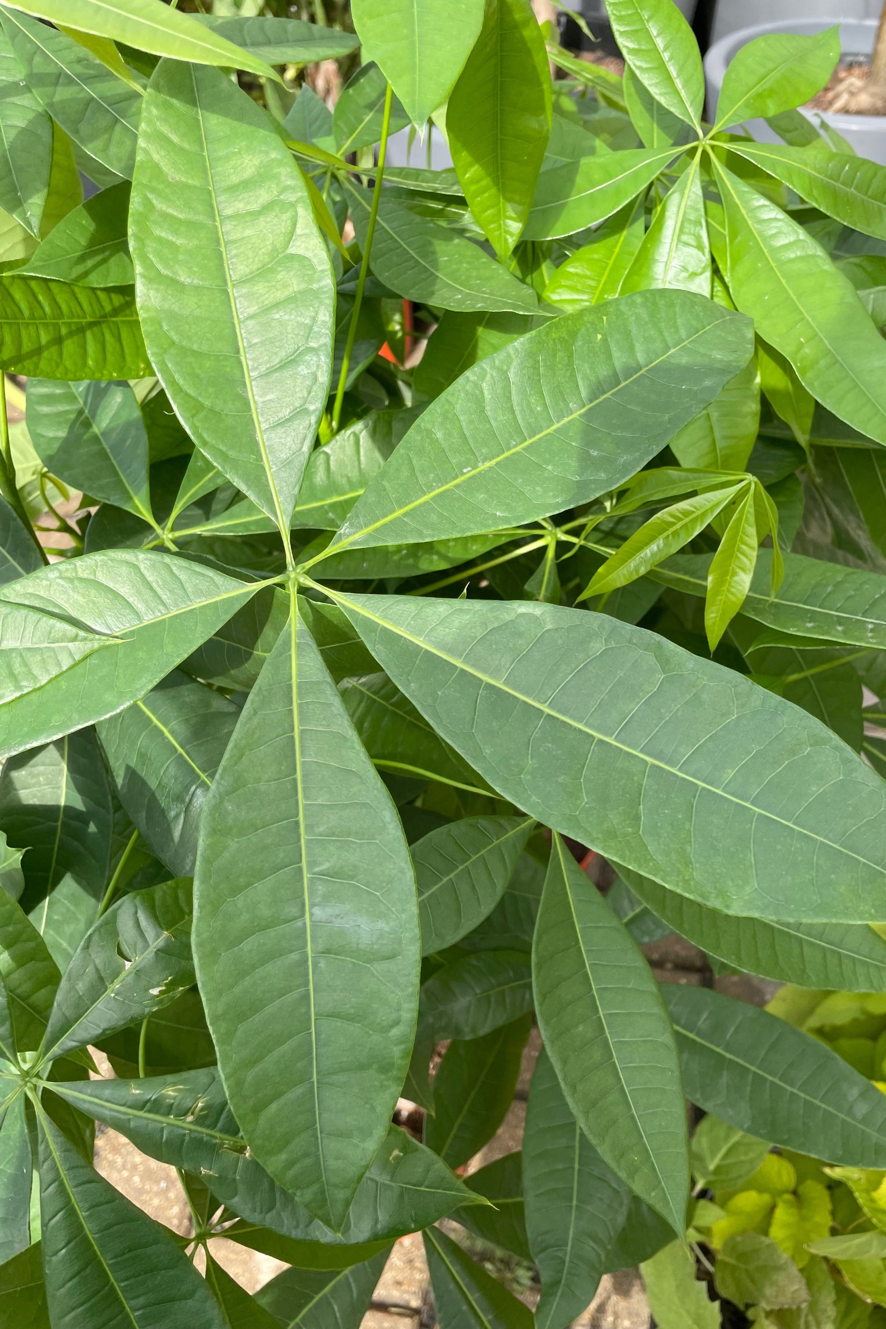 Close up of Pachira aquatica "Money Tree" leaves ©Sprout Home