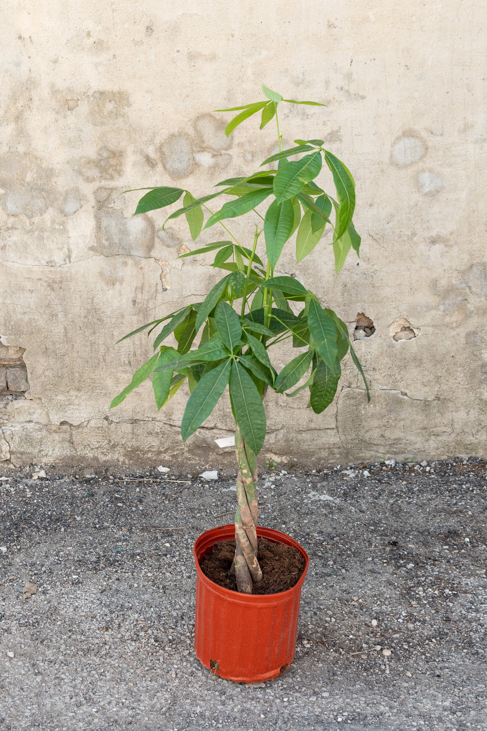 Pachira aquatica "Money Tree" in a 10" pot standing against a grey concrete wall.
