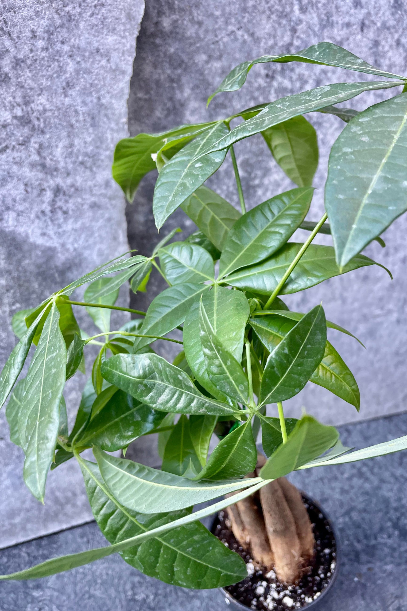 potted money tree Pachira aquatica "Money Tree" 4"