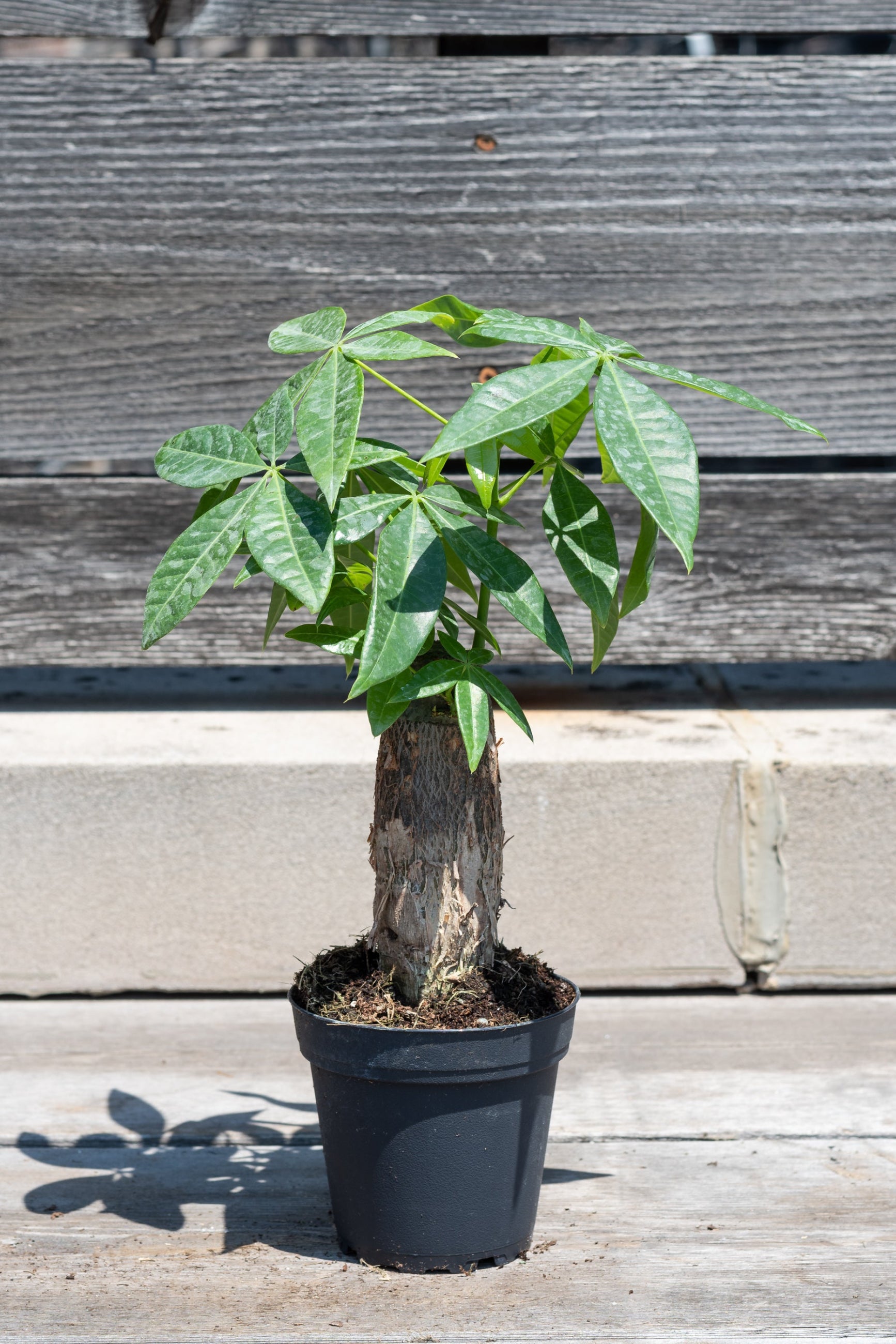 Pachira aquatica "Money Tree" 4" stump in front of grey wood background ©Sprout Home