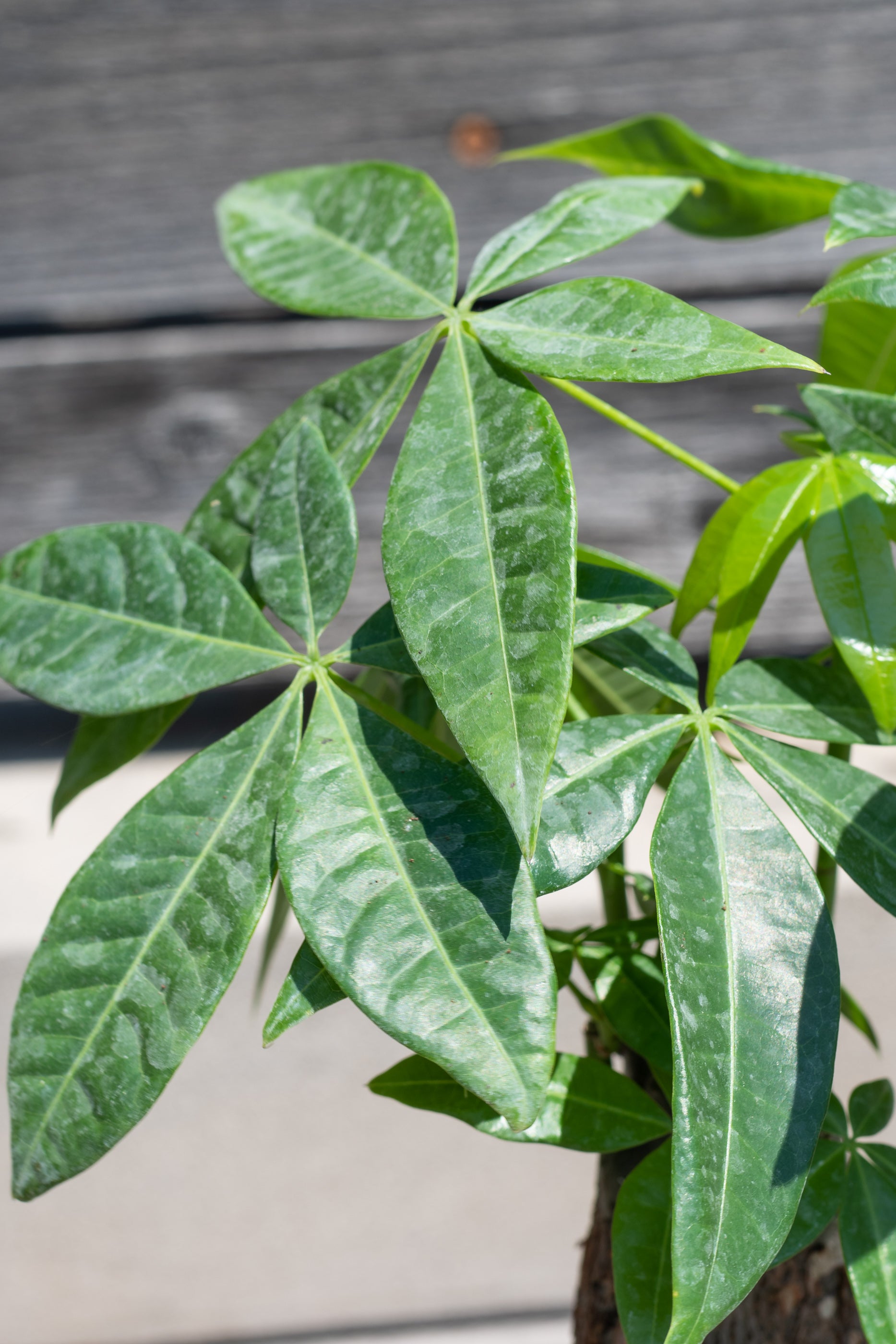 Close up of Pachira aquatica "Money Tree" leaves