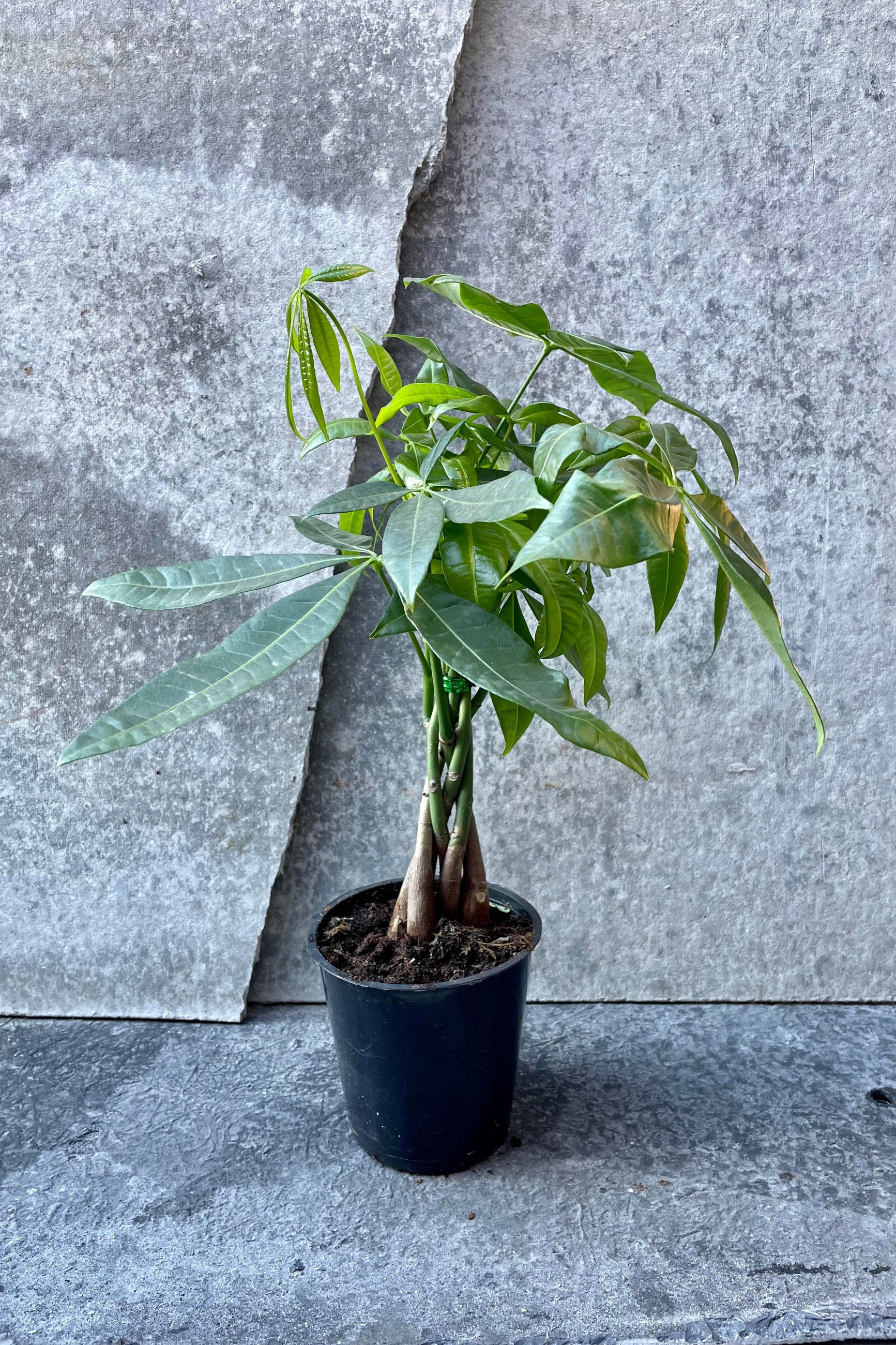 The Pachira aquatica "Money Tree" sits in a 5 inch growers pot against a grey backdrop. ©Sprout Home