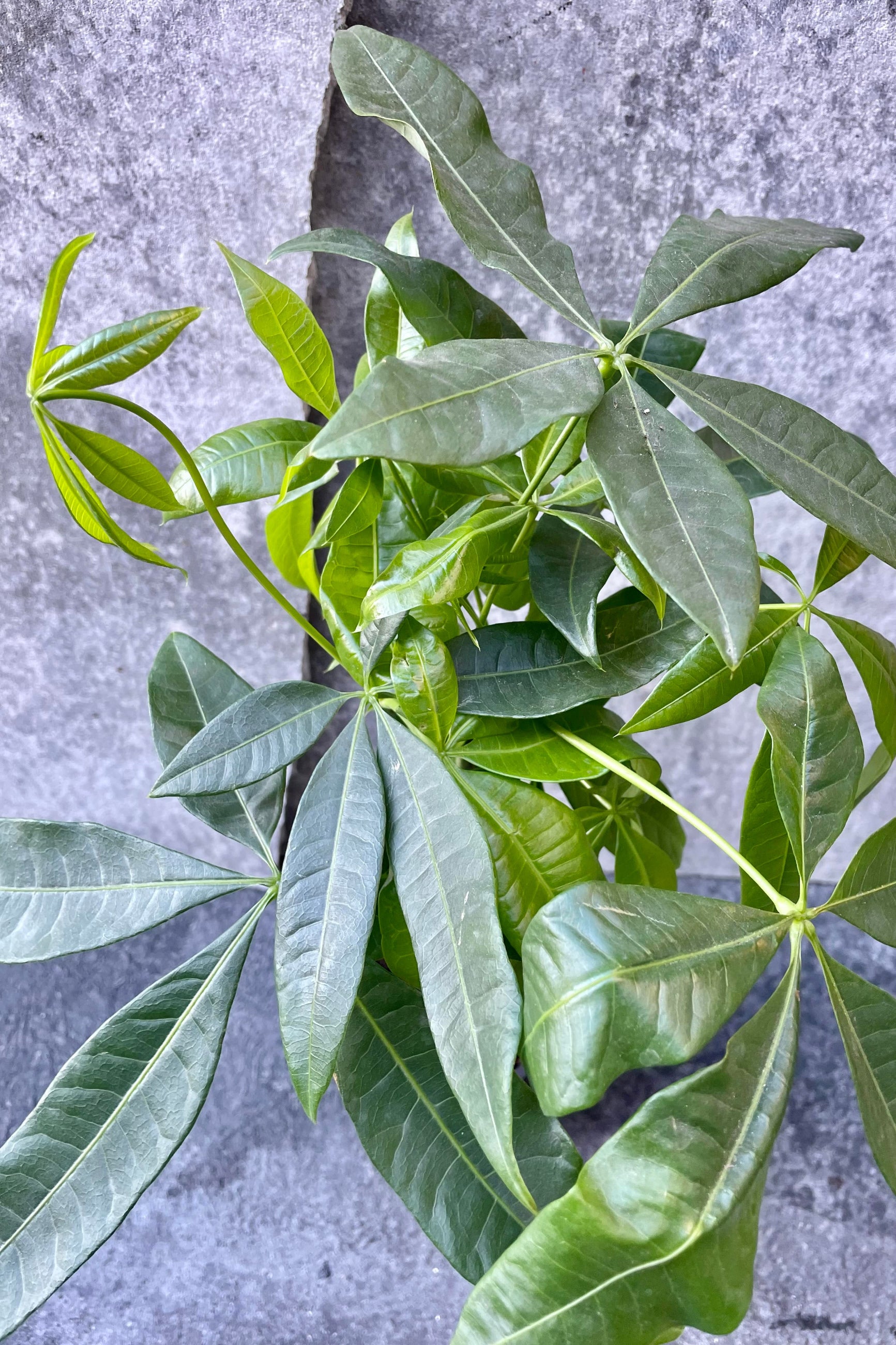 A detailed look at the Pachira aquatica "Money Tree". ©Sprout Home