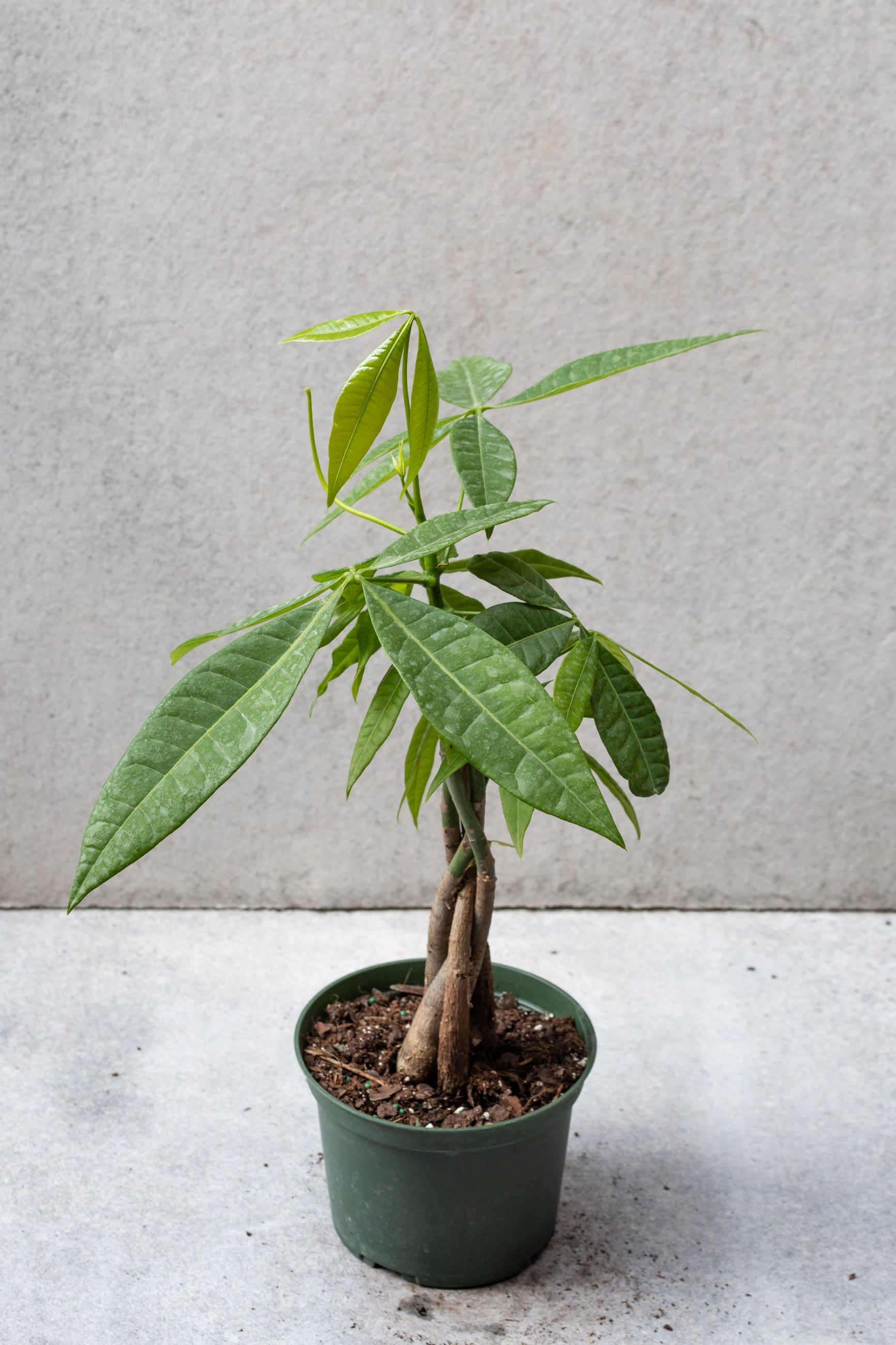 Pachira aquatica "Money Tree" in a 6 inch growers pot. ©Sprout Home