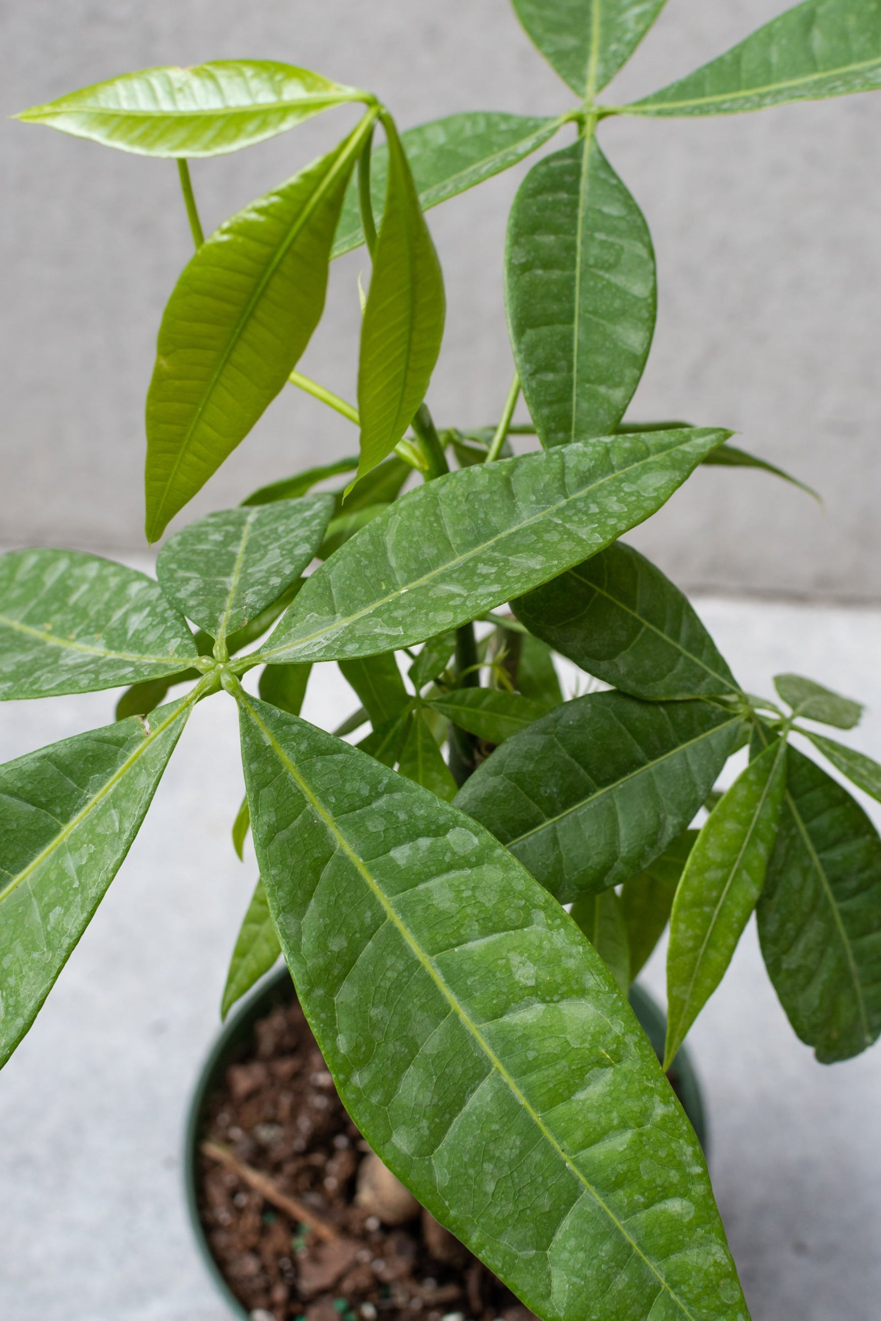 Pachira aquatica "Money Tree" in a 6 inch growers pot. ©Sprout Home